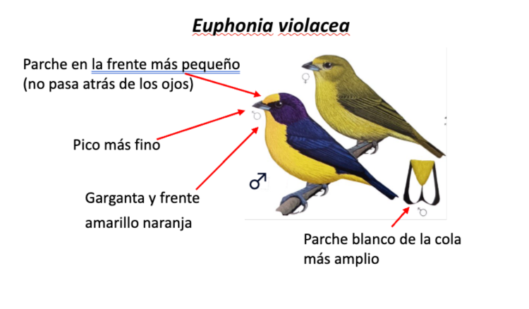 euphonia violacea