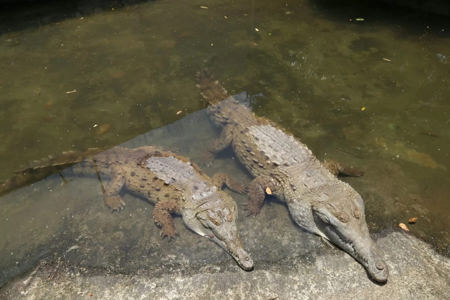 Cormacarena liberó en el municipio de La Macarena, en el río Lozada, cuatro ejemplares del Caimán Llanero, especie considerada como la más amenazada del país.