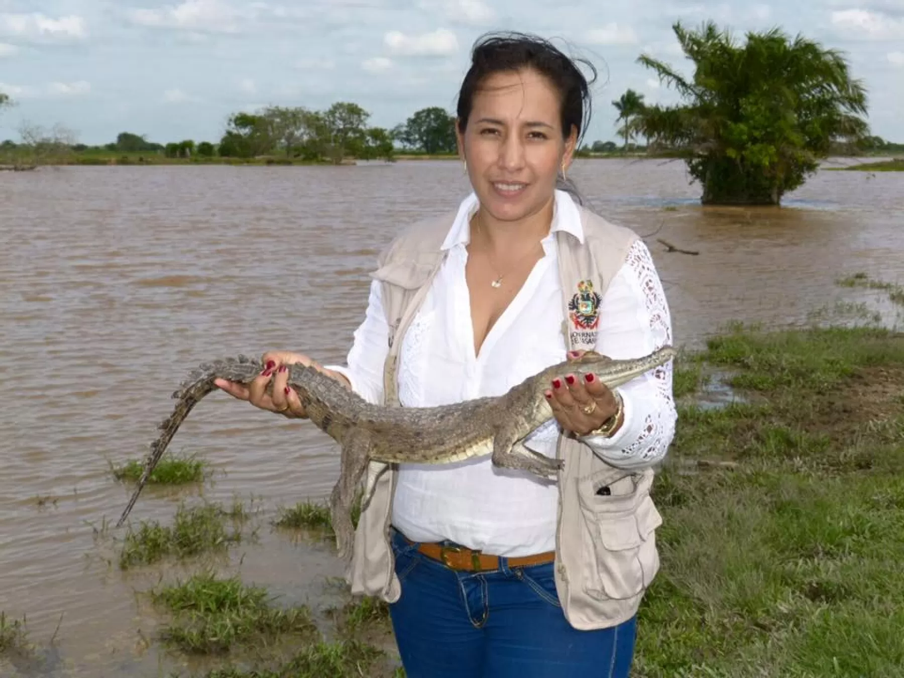 Liberación del caimán llanero en el Hato La Aurora en Casanare.