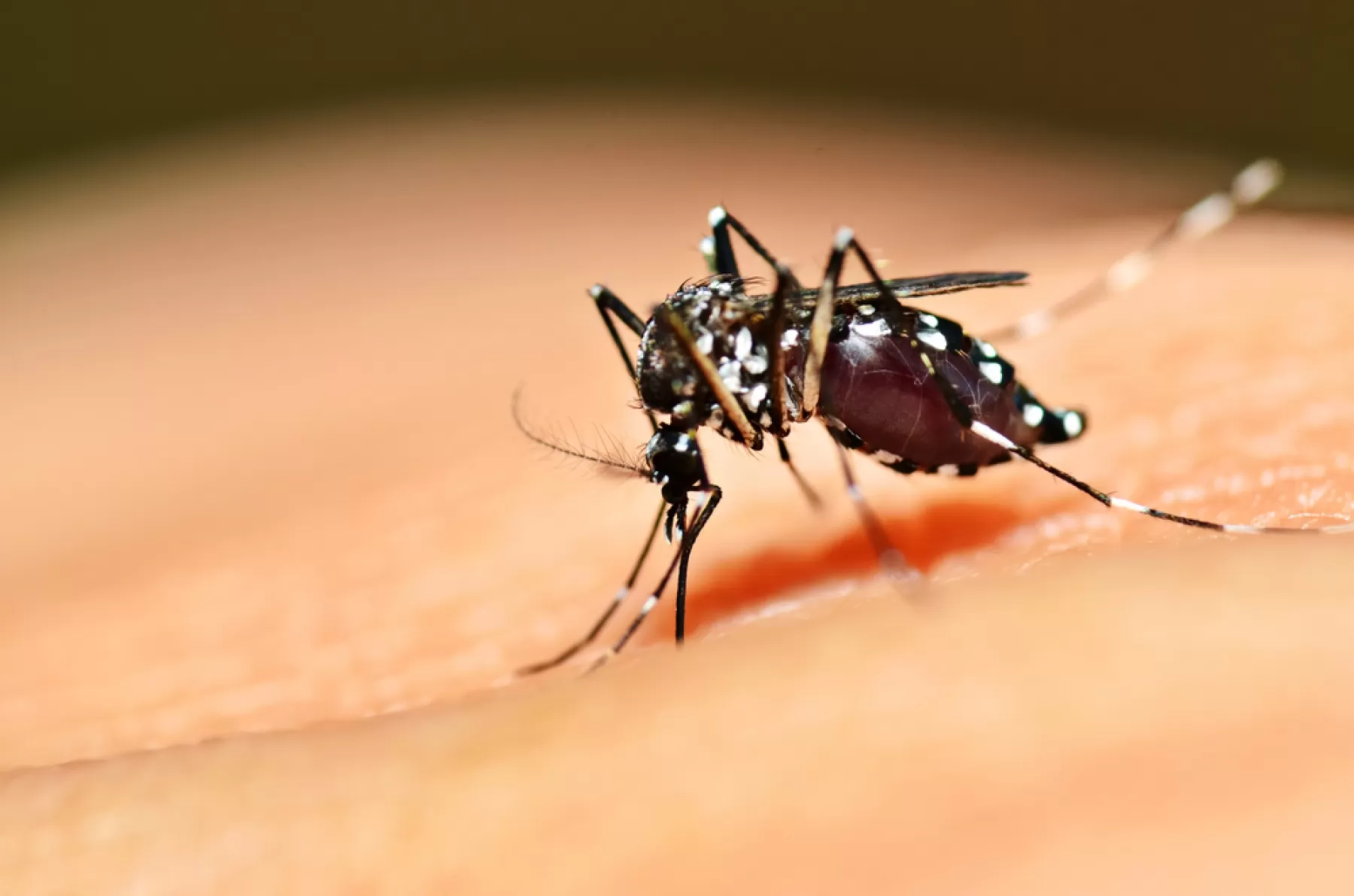 Autoridades de salud confirman la presencia del virus del Sika en el departameno 