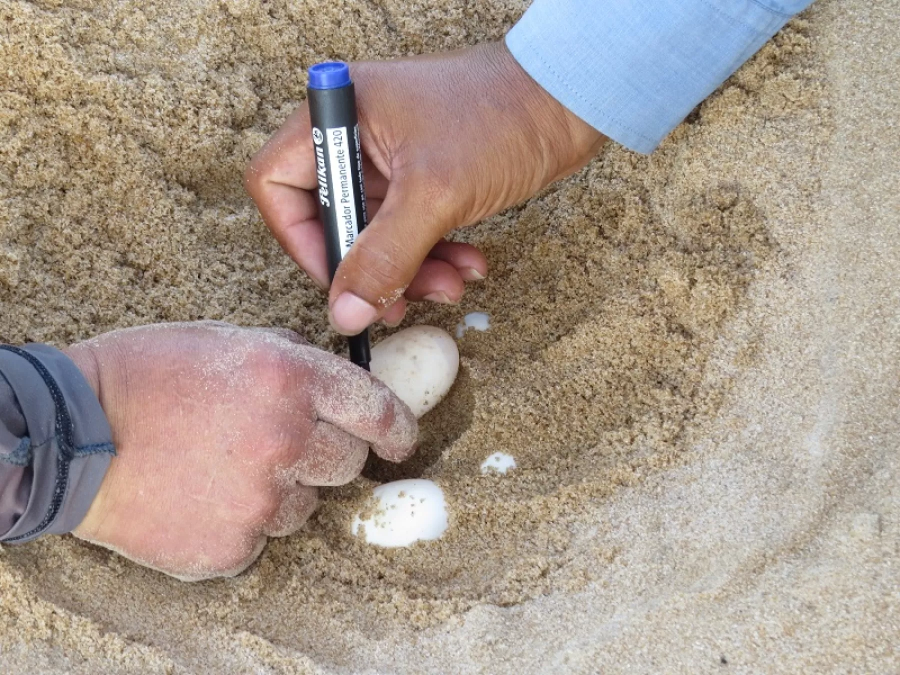 Protección de los huevos de las tortugas Terecay y Arrau en las playas de los ríos Tomo y Tuparro en el departamento de Vichada.