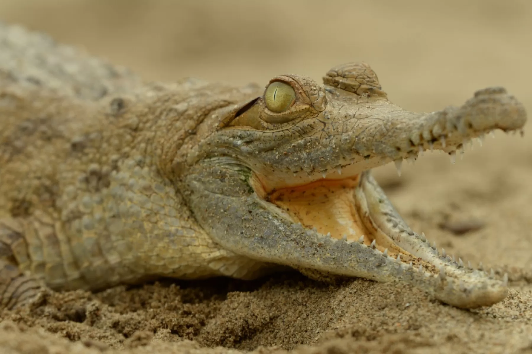 El Cocodrilo del Orinoco o Crocodylus intermedius, también conocido como Caimán Llanero, emblemática especie en estado de amenaza crítico, tendrá una nueva oportunidad para su conservación. Foto: Pato Salcedo