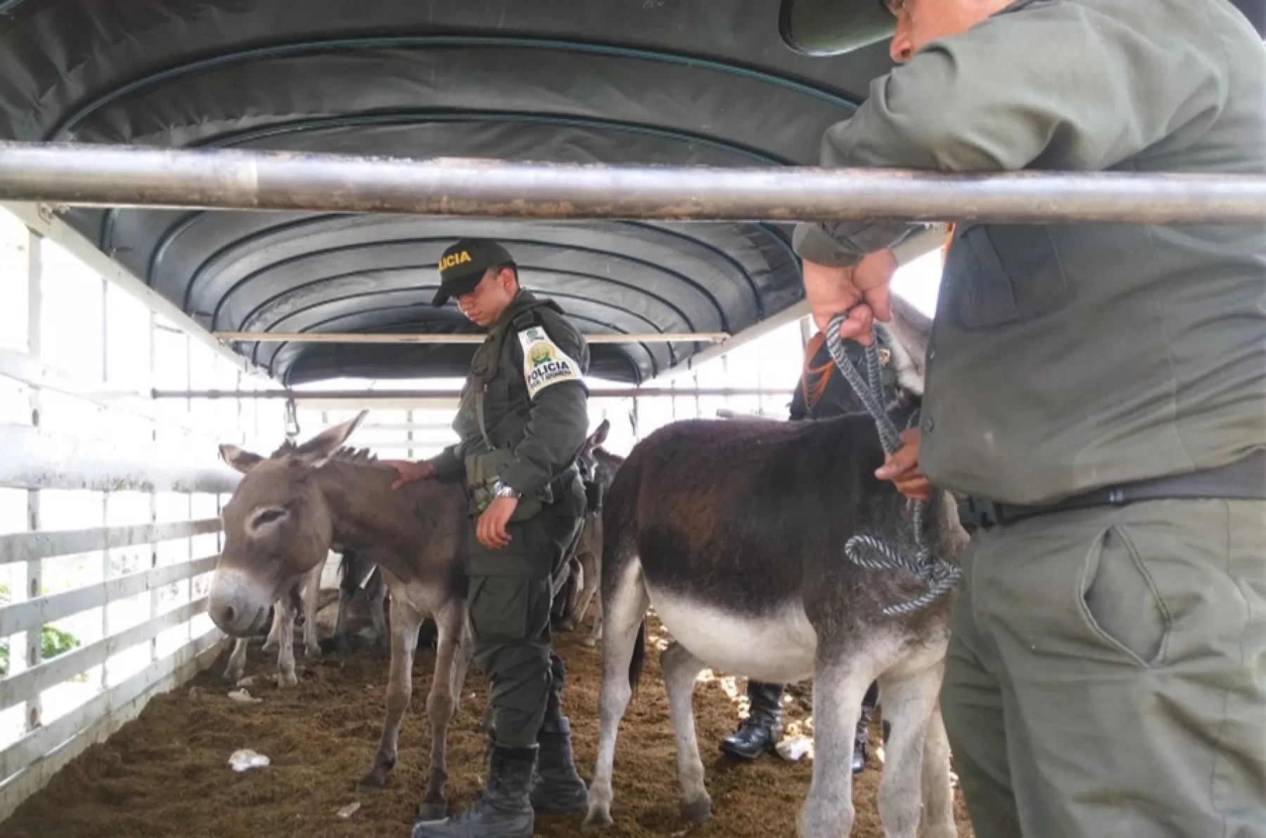 Camión cargado con 35 burros incautó Policía Fiscal y Aduanera en el departamento de Arauca.