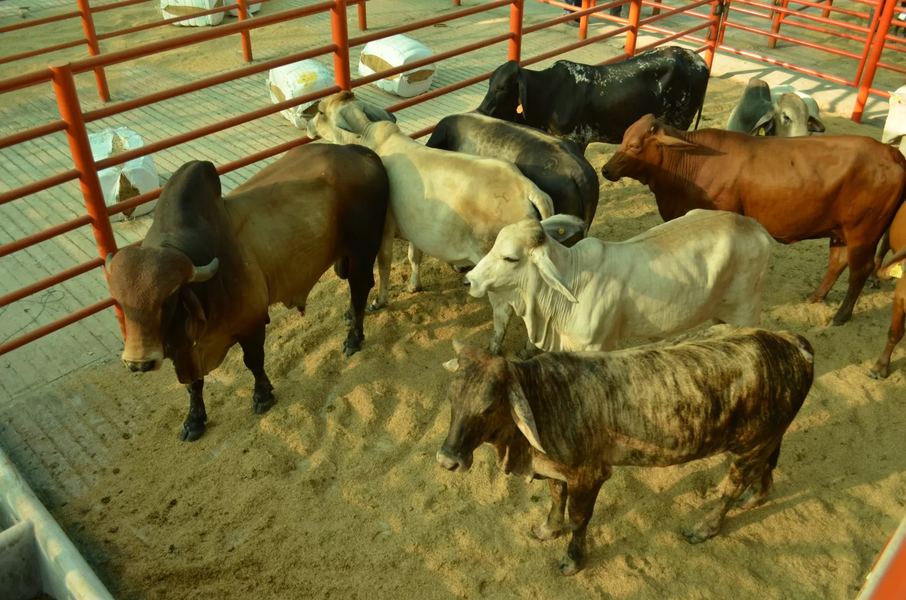 Avanza Proyecto de desarrollo de un programa de gestión tecnológica para la innovación social y productiva de la carne y la leche en sistemas de producción bovina de la región de los llanos en Colombia, conocido como el Proyecto Bovino de Arauca.