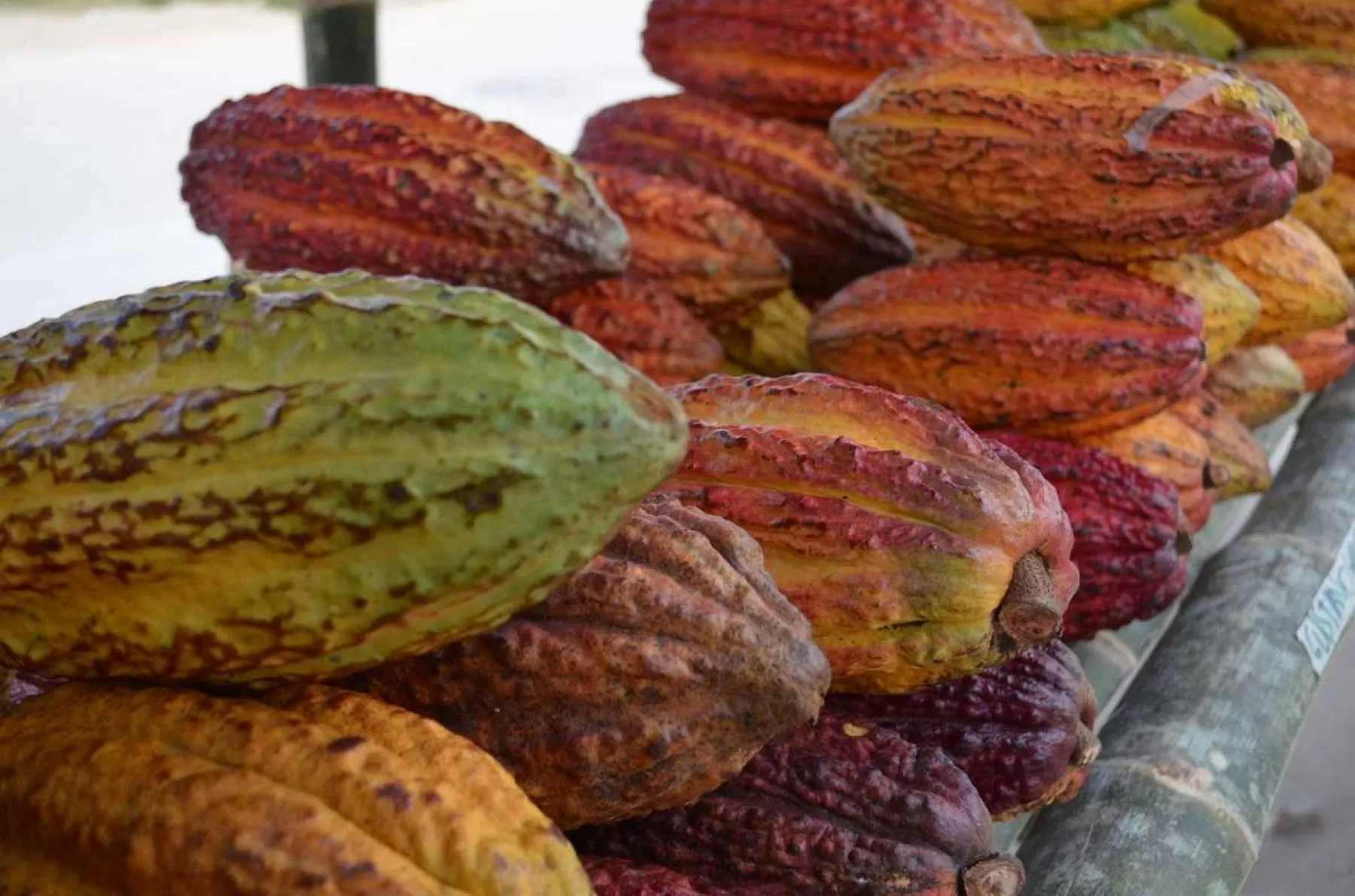 Huilenses conocieron el modelo exitoso de las plantas de beneficio de cacao que lideran los productores de Arauquita, en procesos de cosecha, pos cosecha, beneficio, secado y comercialización.