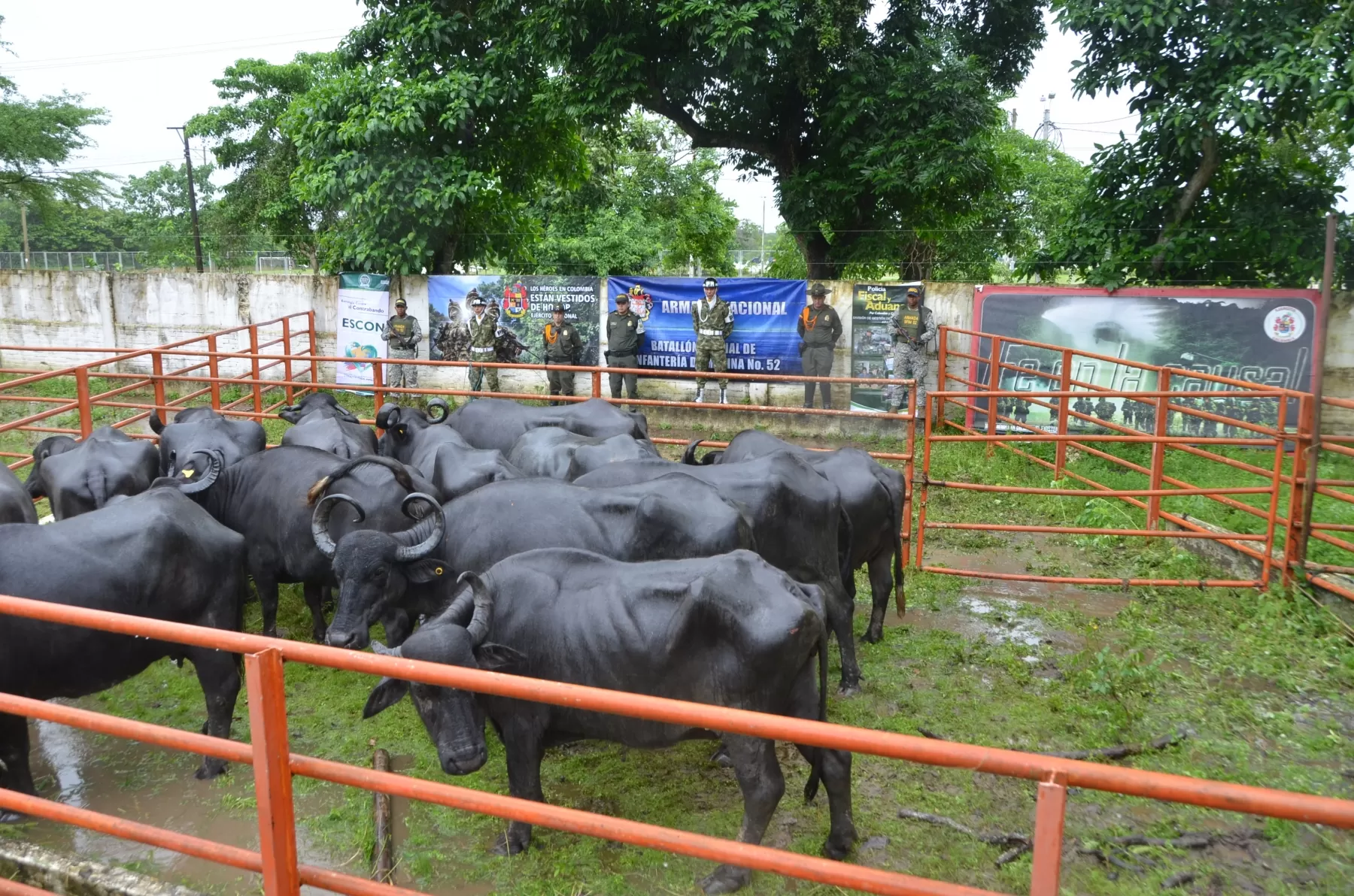 Ejército recuperó un total de 423 cabezas de ganado en territorio araucano durante este último semestre.