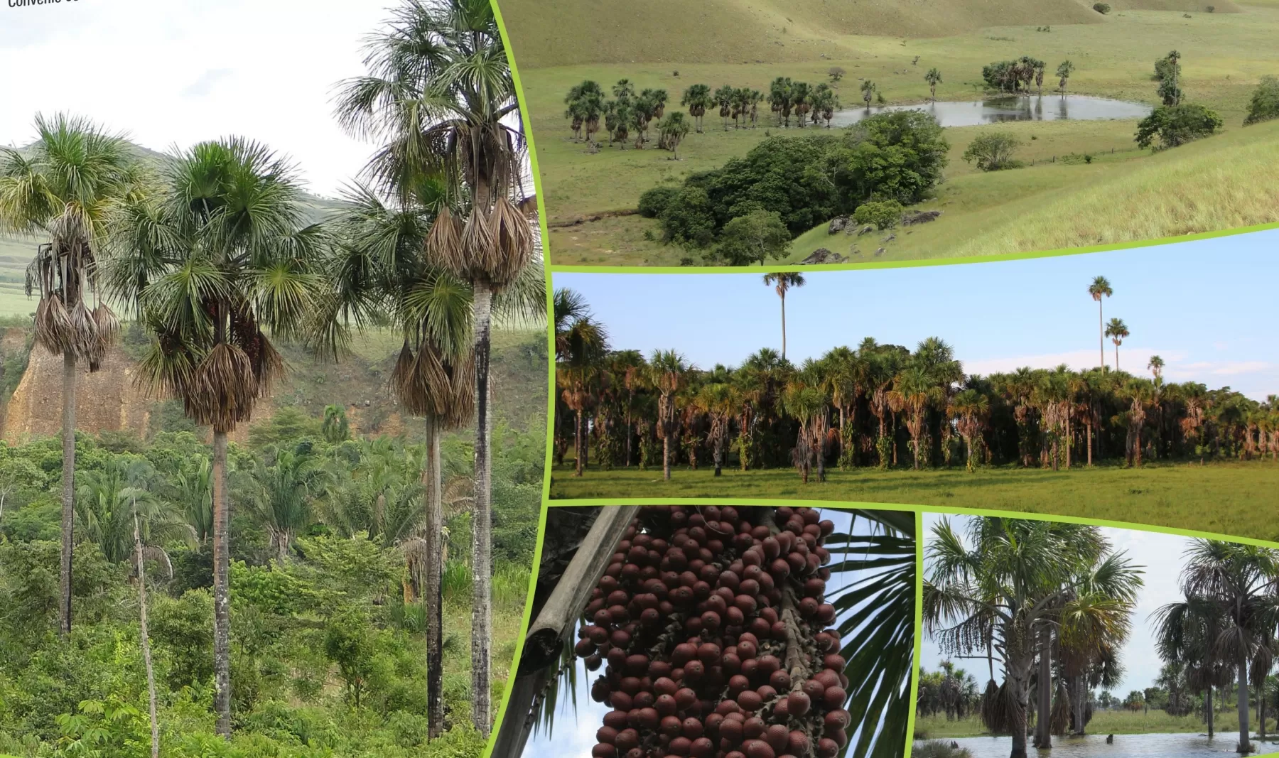 En Tame, Arauca realizarán el Primer Encuentro Internacional de los Morichales, el próximo jueves 22 y viernes 23 de septiembre.