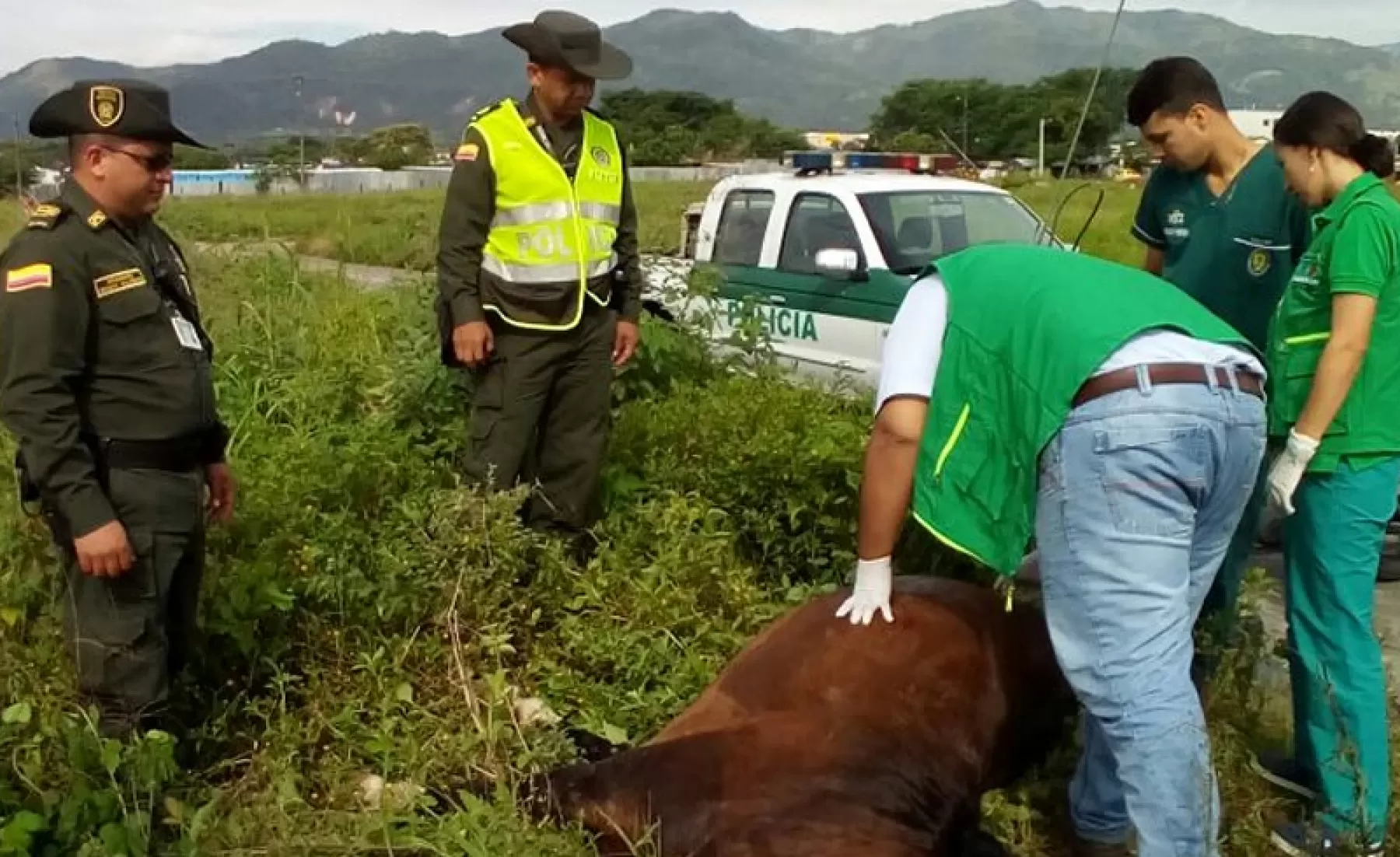 Caballo muere al recibir una descarga eléctrica junto a un poste al cual se encontraba amarrado, el animal no presentó signos de maltrato.