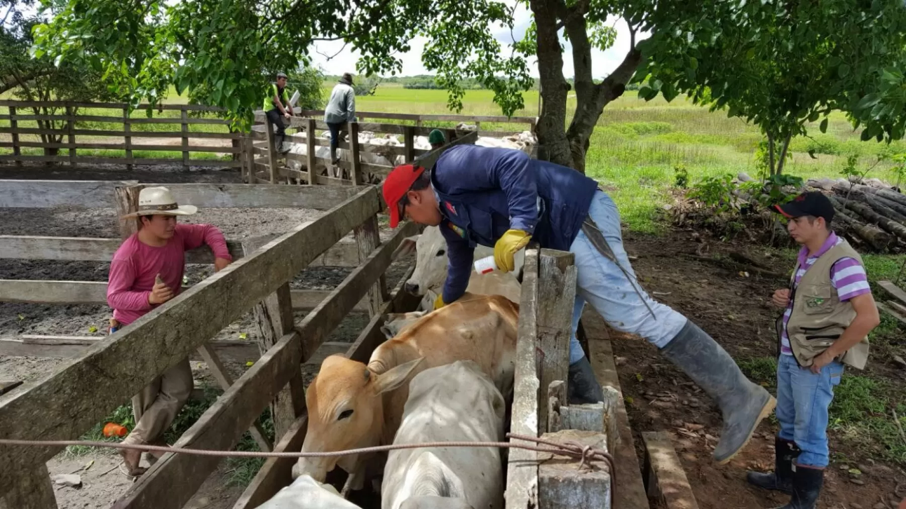 Con el fin de mantener el departamento de Casanare libre de fiebre aftosa y brucelosis  iniciarán a partir del 8 de noviembre una nueva jornada de vacunación que irá hasta 22 de diciembre.