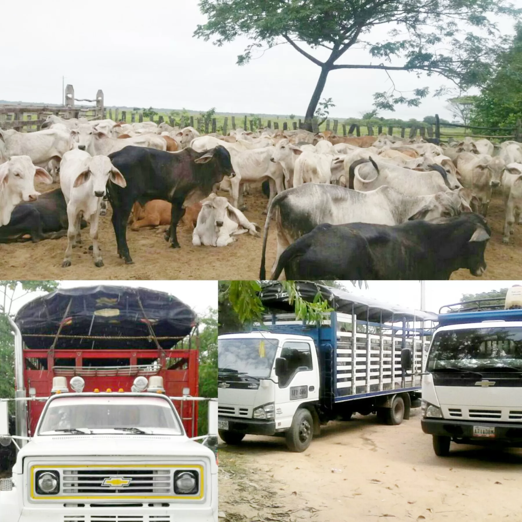 Ejército incauta 150 cabezas de ganado que eran transportadas ilegalmente por carreteras del departamento de Arauca.