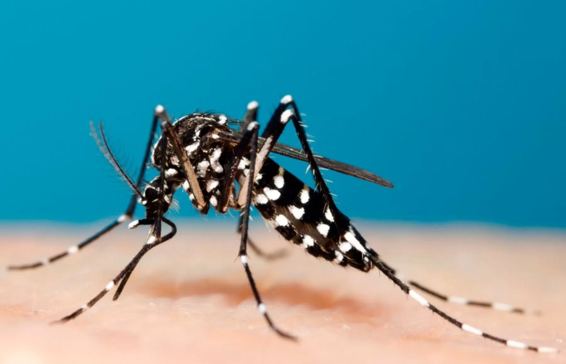 Autoridades de Yopal buscan reducir el impacto que pueda generar el zancudo Aedes Albopictus, denominado "El Tigre" que ya ha llegado a la localidad.