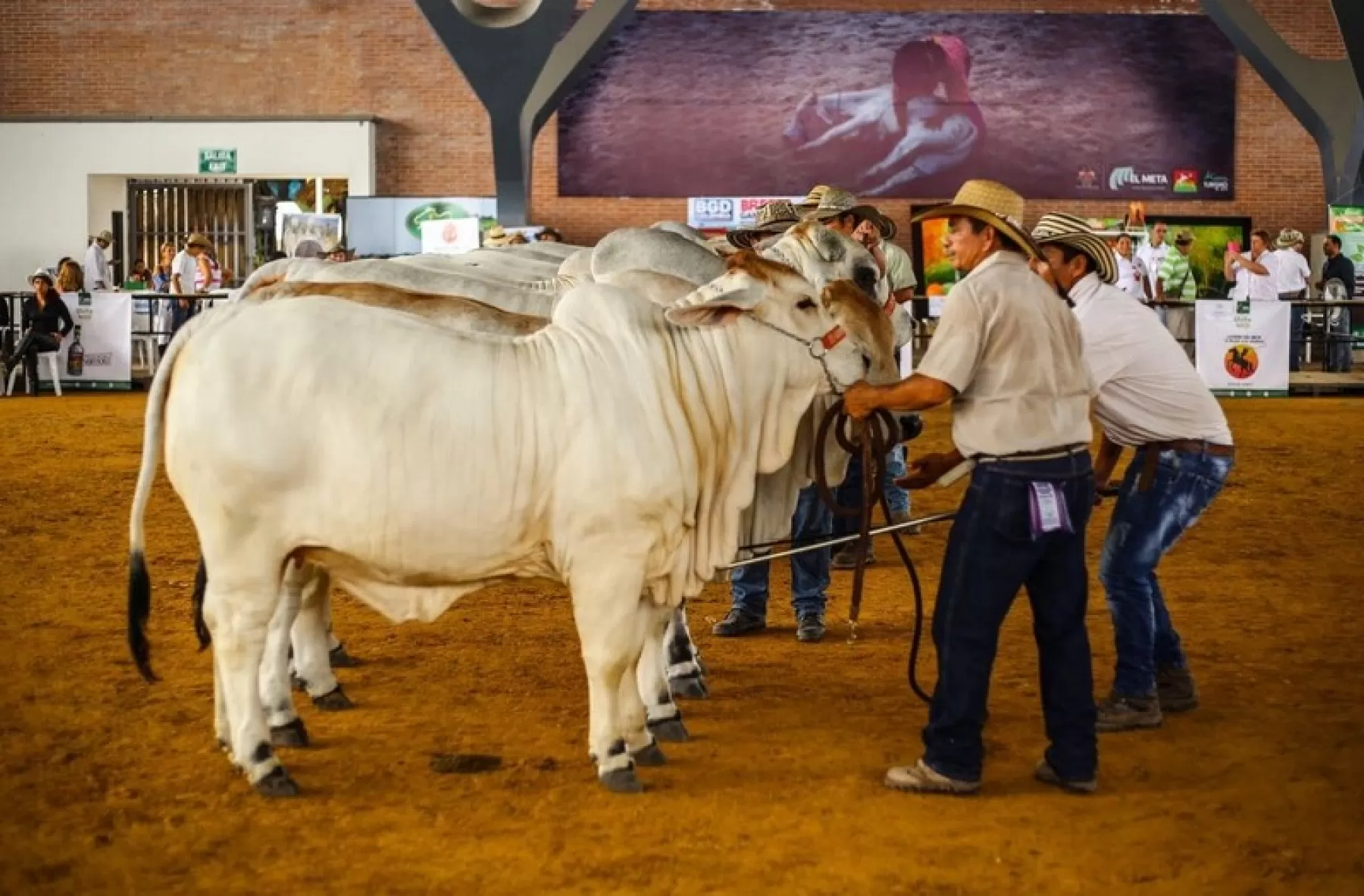 EXPOMALOCAS 2017 se posicionó como la mejor feria ganadera y empresarial del país en el comienzo del año.