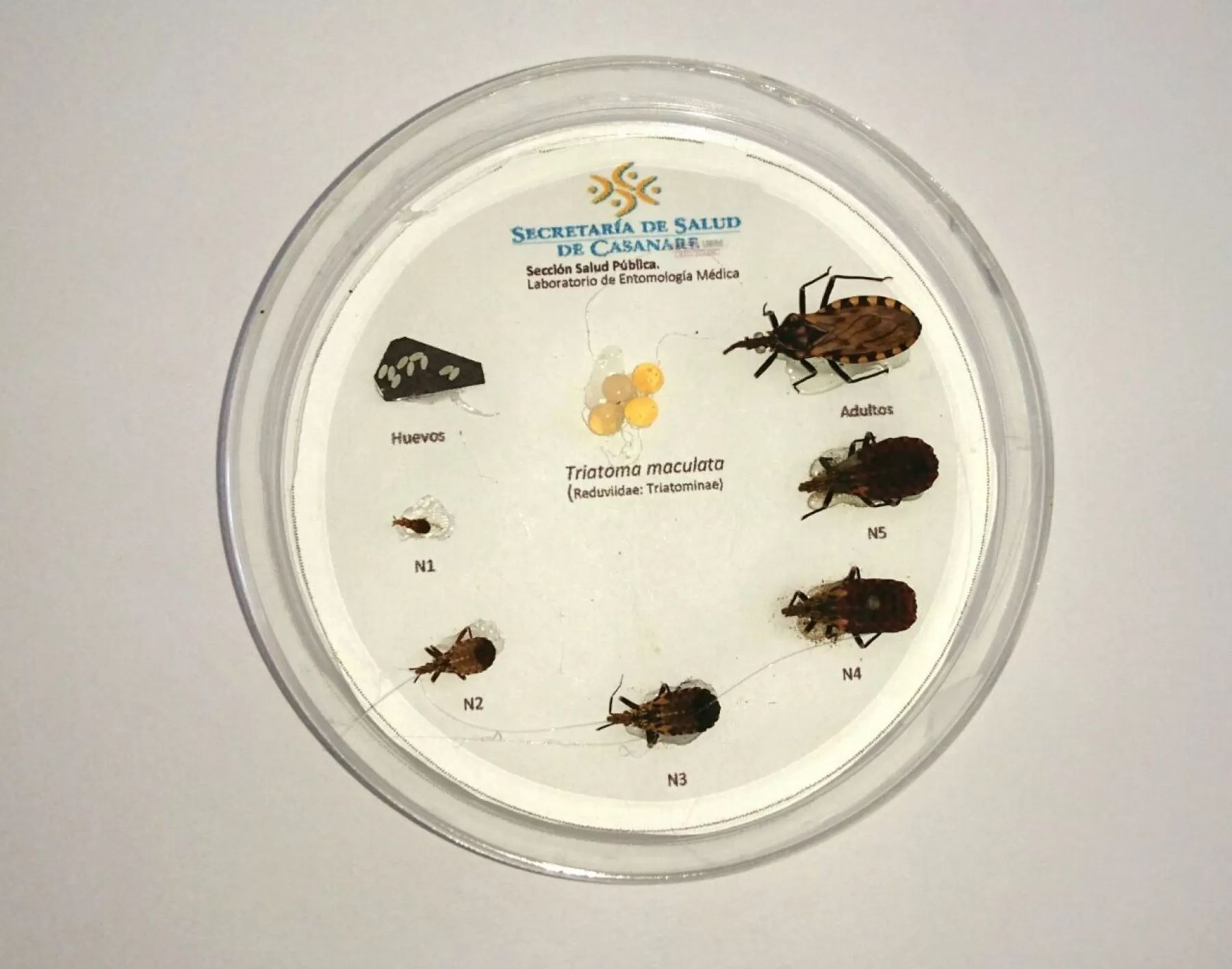 Los departamentos de Casanare, Arauca, Boyacá, Santander y Cundinamarca se han destacado en la lucha contra la enfermedad de Chagas en el país.