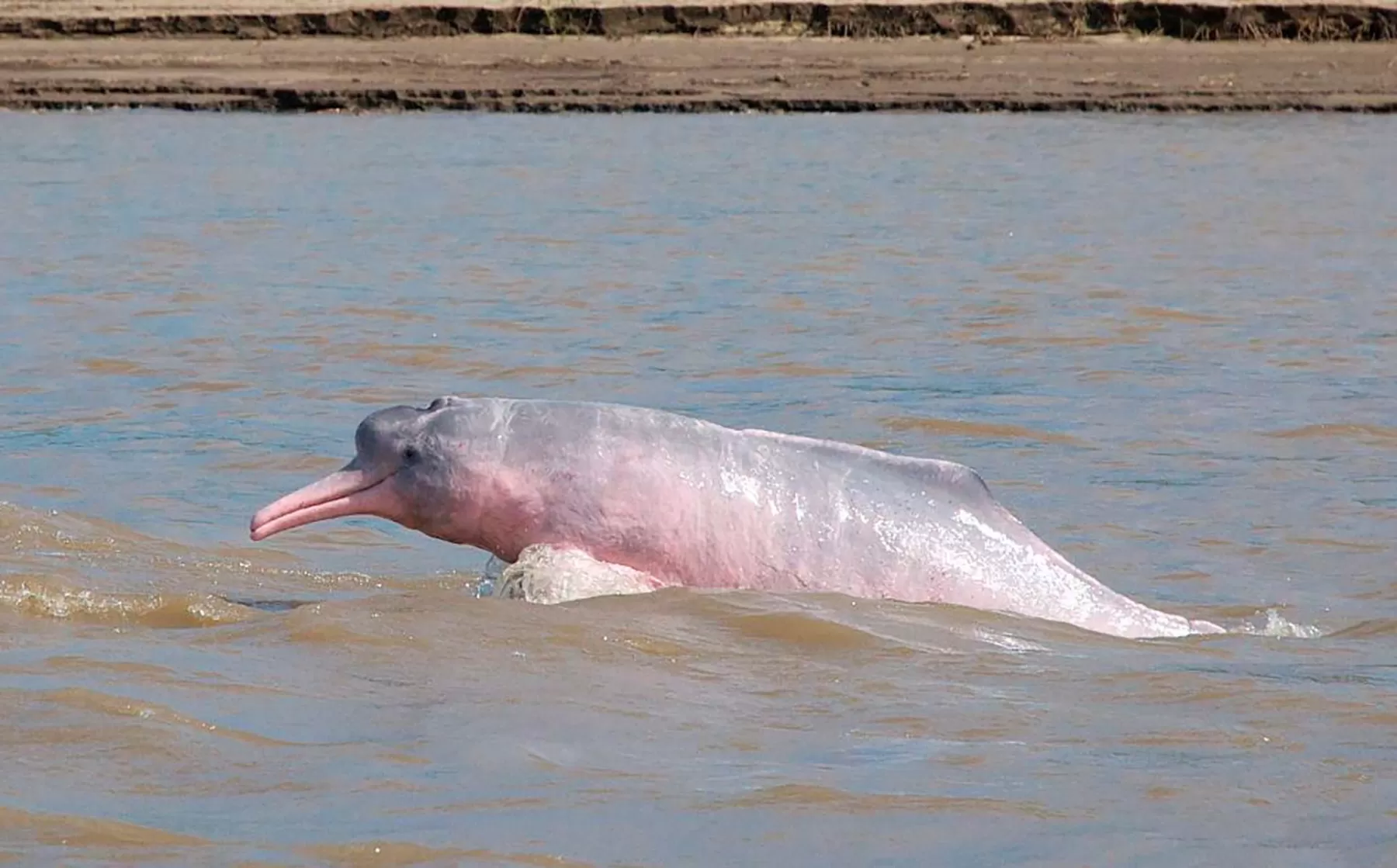 Denuncian en Orocué, Casanare que están matando delfines rosados para vender su aceite.