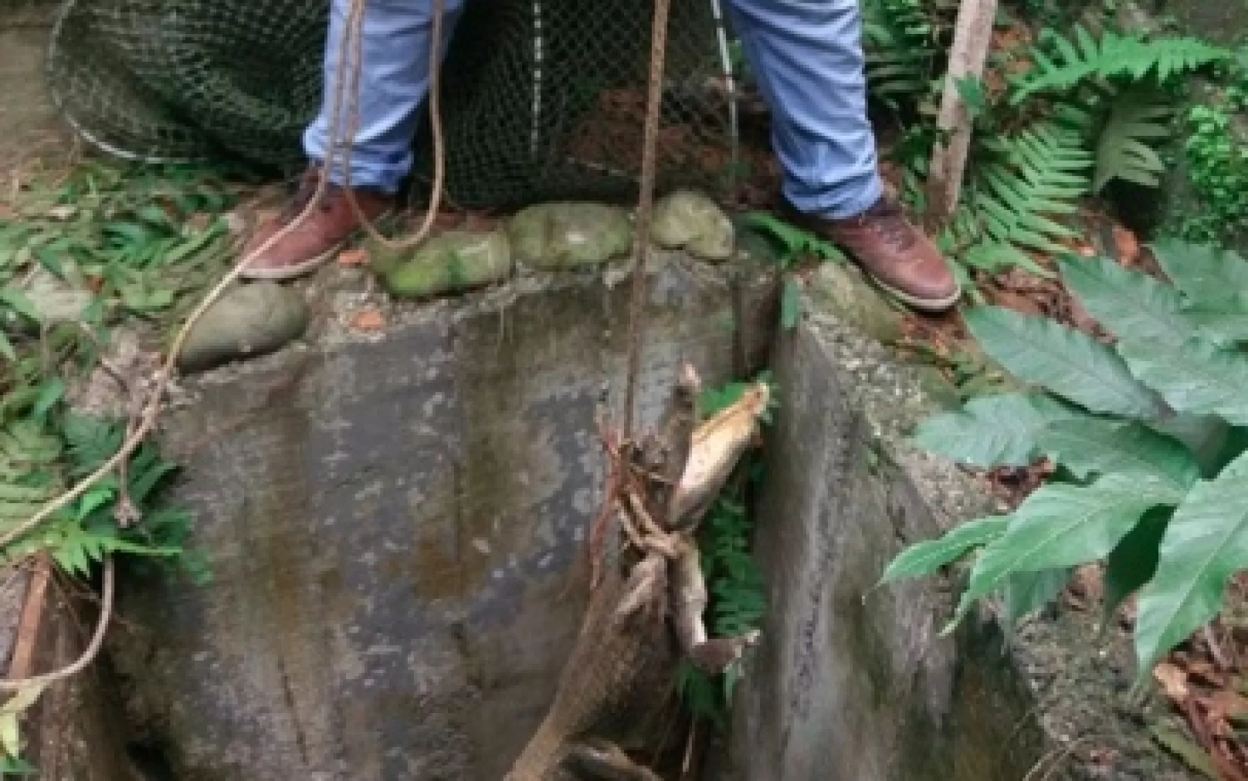 Más de 30 especies silvestres han rescatado las autoridades de Villavicencio en los últimos cinco meses.