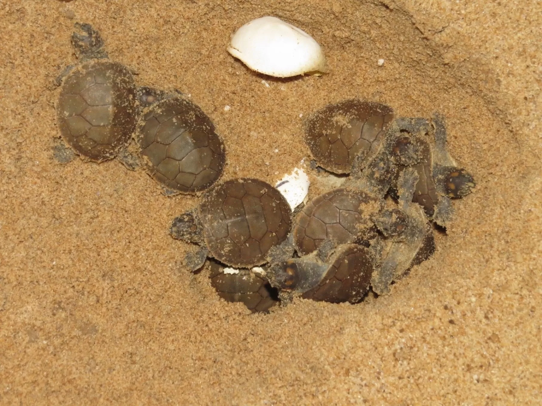El pasado miércoles 29 de marzo, 103 tortugas Terecay nacieron en el Parque Nacional Natural El Tuparro, en el departamento de Vichada.