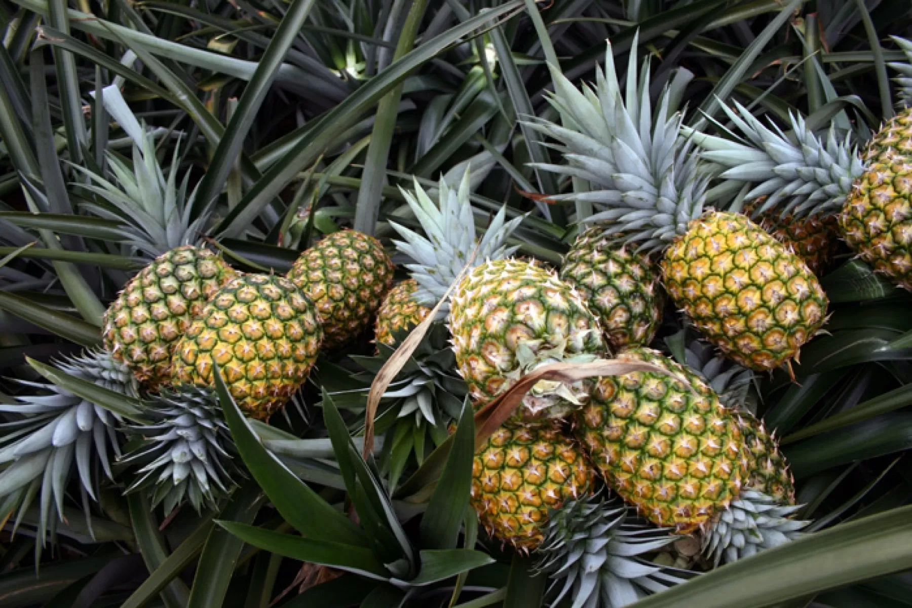 En Casanare el cultivo de piña tiene la mayor área sembrada alcanzando las 450 hectáreas establecidas en los municipios de Tauramena, Aguazul, Villanueva y Yopal.