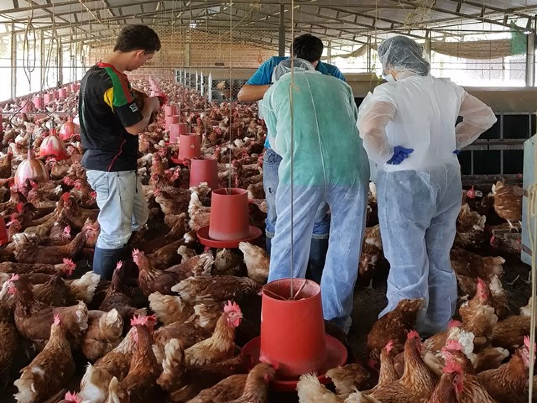 Funcionarios del ICA en Arauca recibieron capacitación y acompañamiento en temas relacionados con los programas sanitarios de la especie aviar.