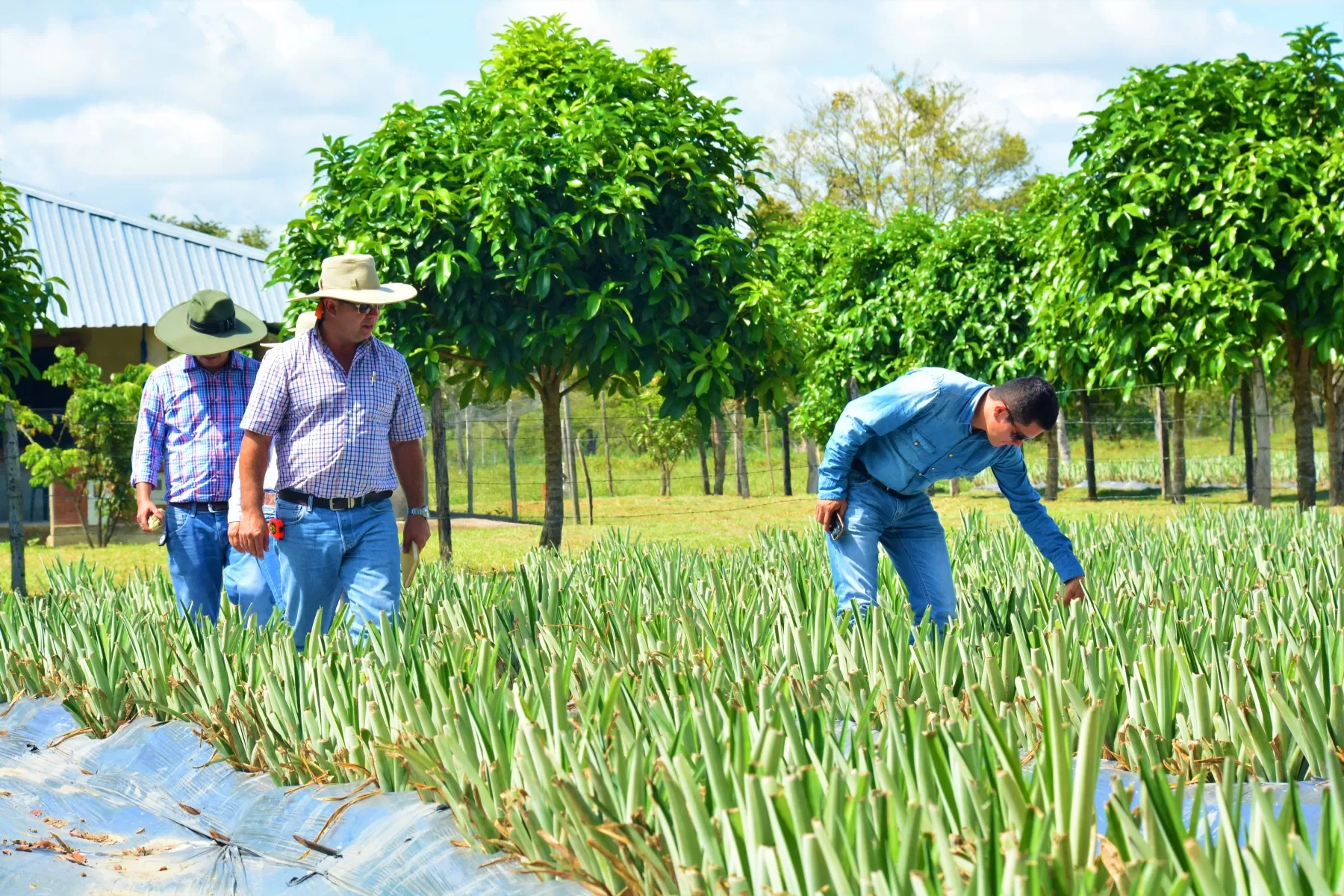 Experto costarricense,  especialista en Piña Orgánica completó cuatro días en territorio casanareño transfiriendo conocimiento a piñicultores de tres municipios del departamento.