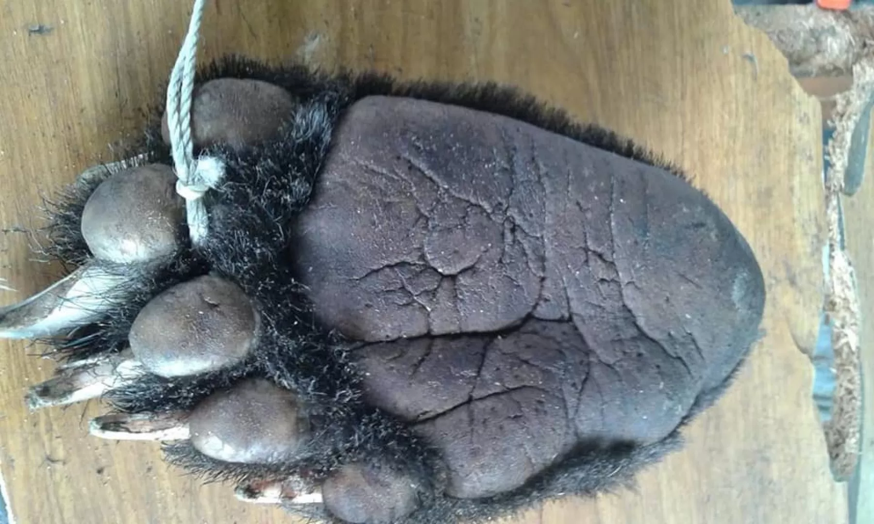 Indígena que cazó a oso andino no será sancionado por autoridades ambientales.