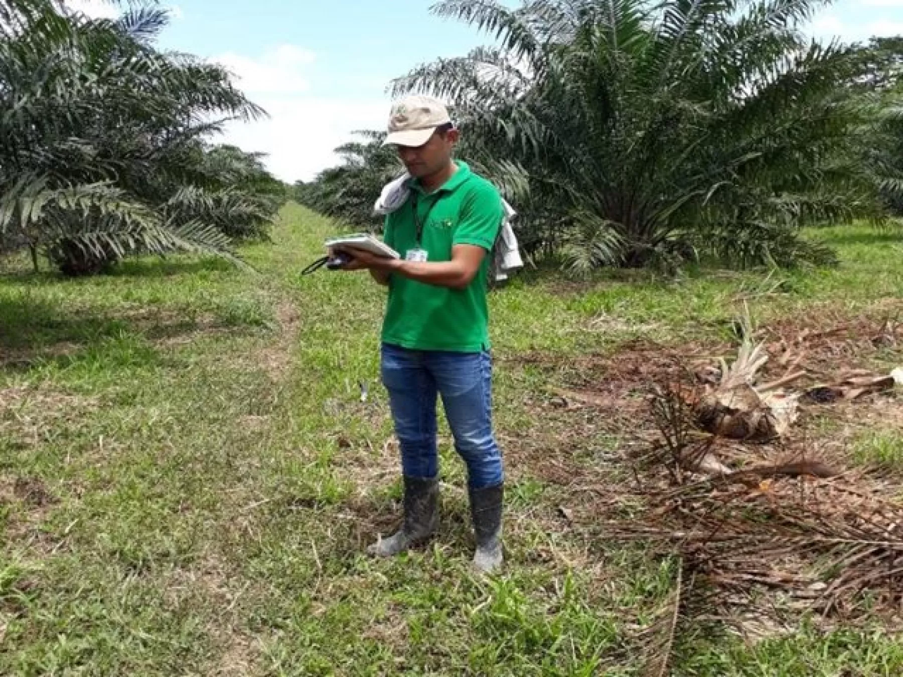 ICA realizó visitas técnicas de verificación del cumplimiento de requisitos en 13 predios productores de palma de aceite de Casanare que se encuentran en proceso de registro.
