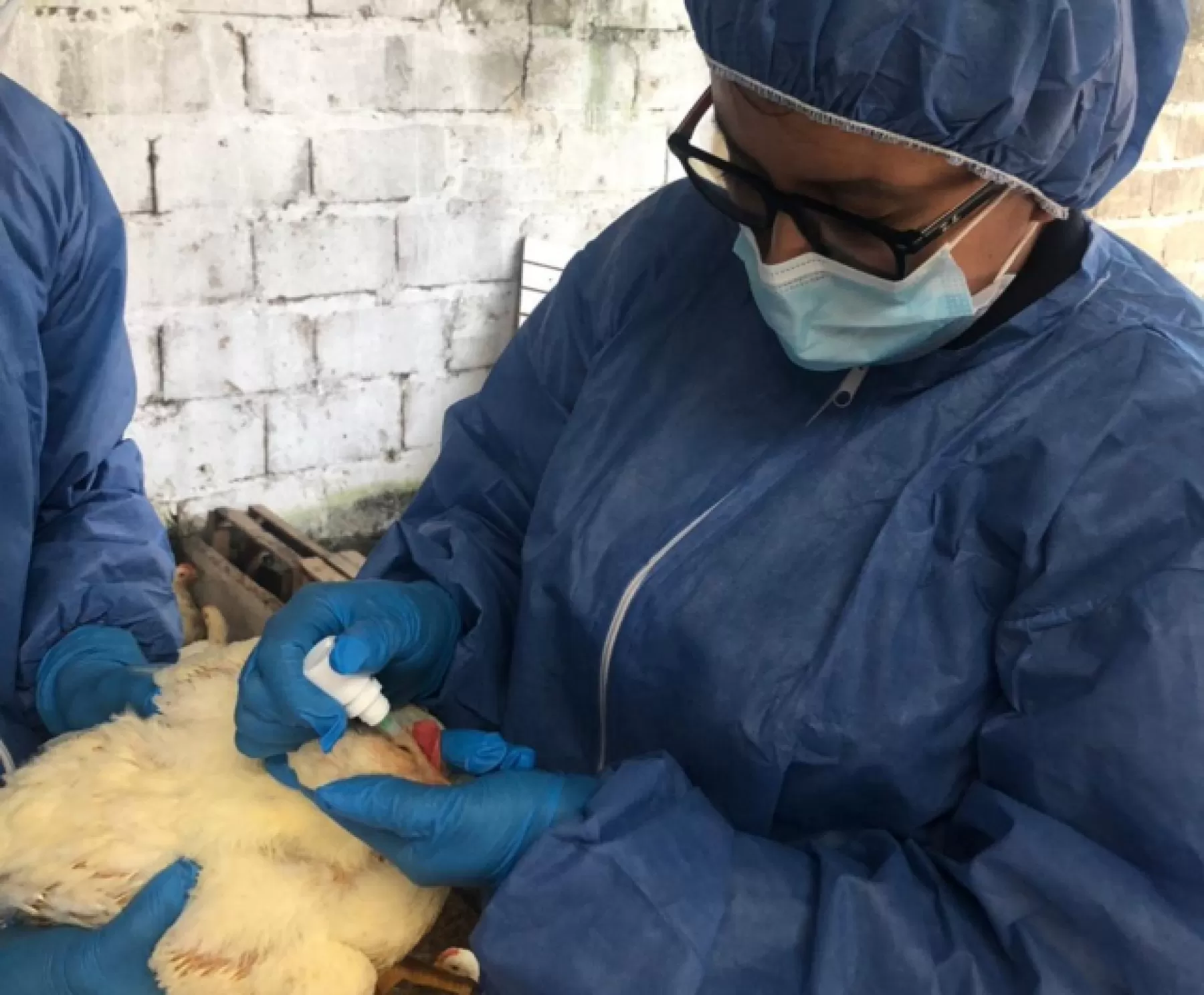El ICA realizó una jornada de vacunación a aves de traspatio y granjas comerciales en tres municipios del departamento de Casanare por presencia de Newcastle.