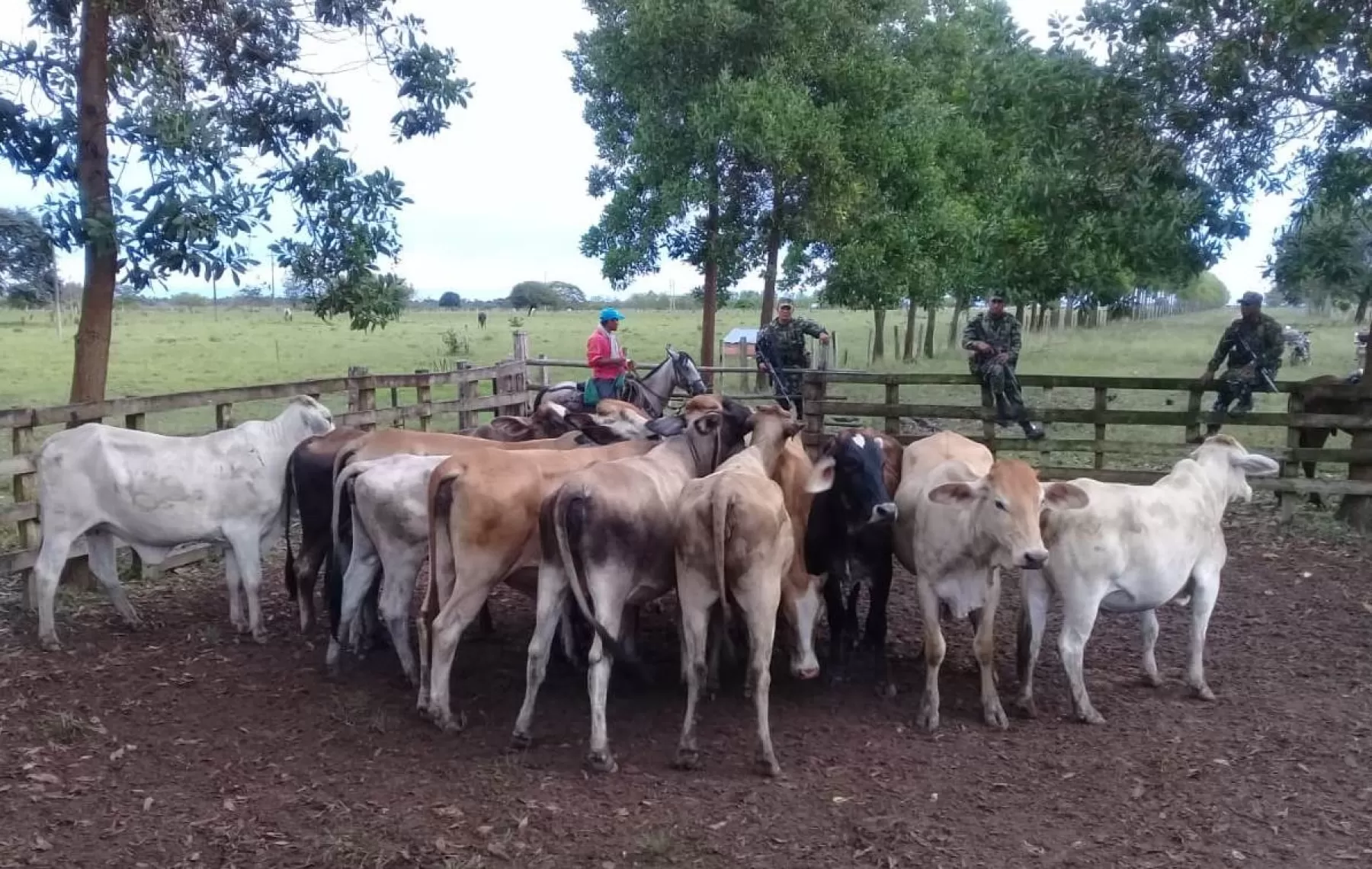 Trece bovinos que habían sido robados en Casanare fueron recuperados por el Ejército Nacional.