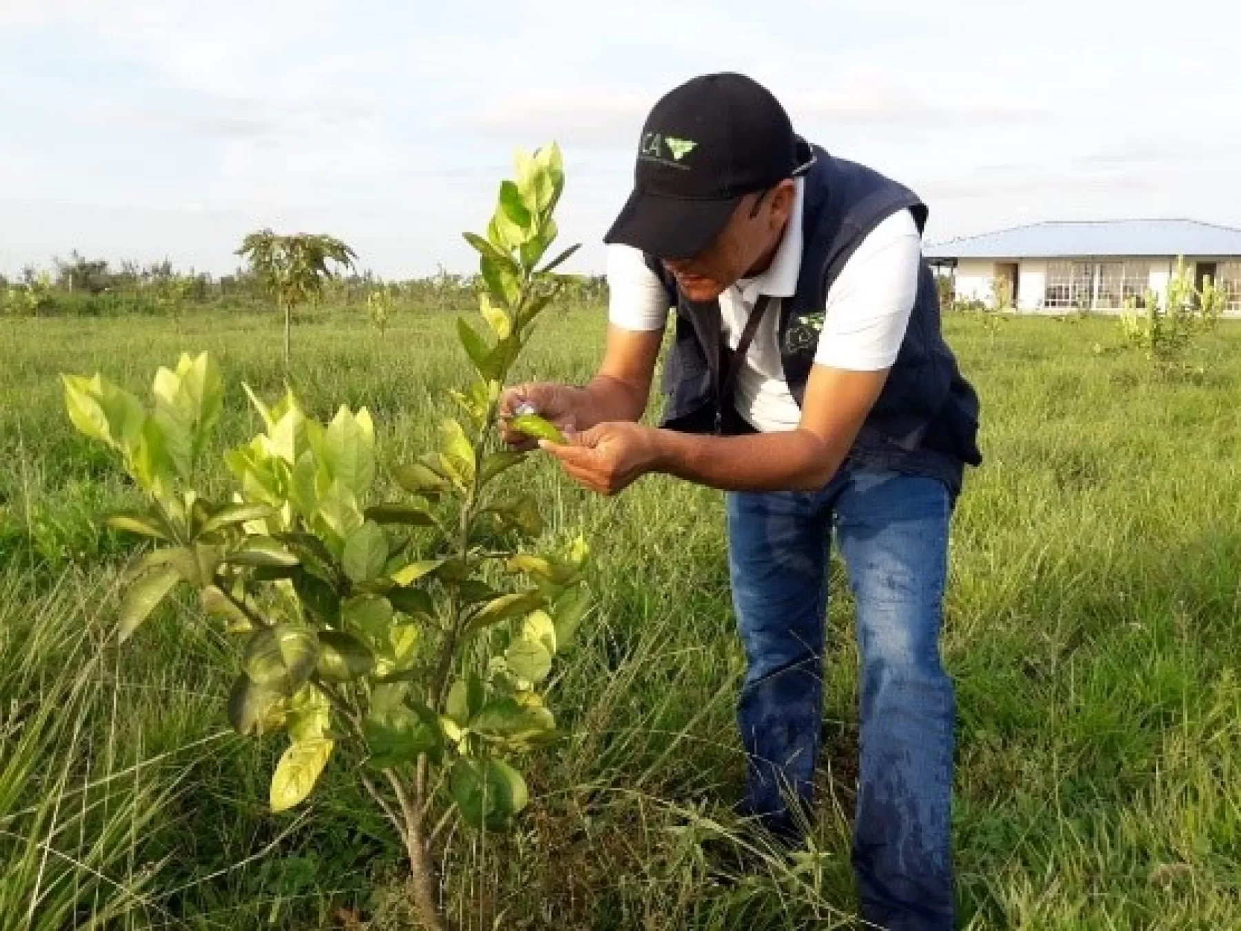 Pa minimizar el riesgo de ingreso y diseminación de plagas o enfermedades a los cultivos, el ICA realizó visitas de inspección y monitoreo a frutales y musáceas en municipios de Arauca.