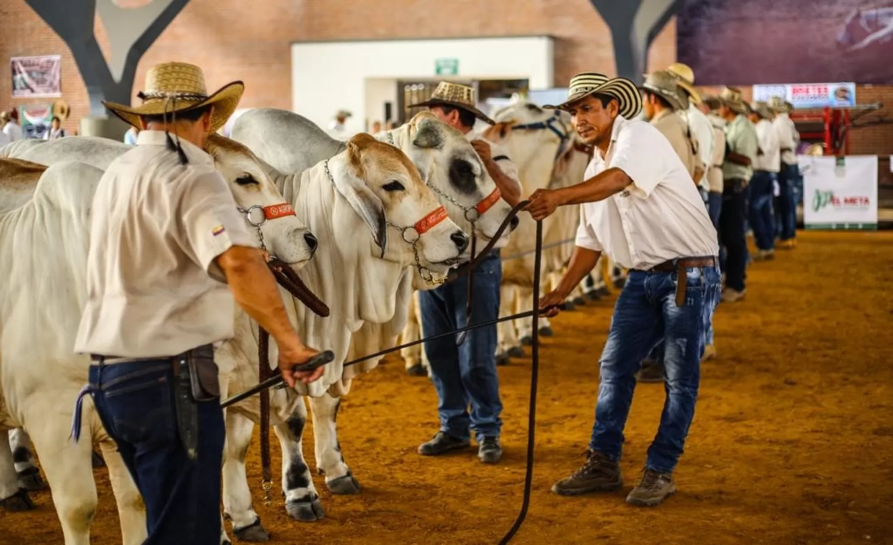 Más de 25 razas ganaderas harán parte de la vitrina de exhibición de Expomalocas 2019 en Villavicencio, Meta.