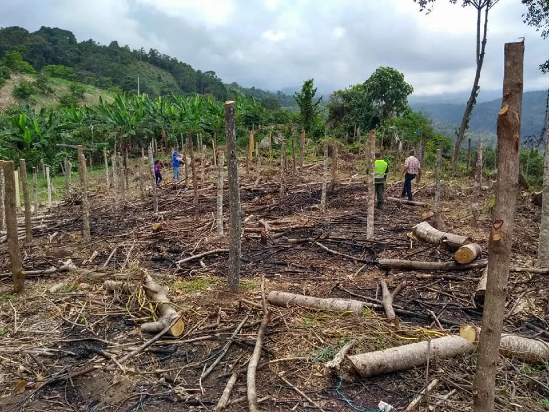 Siete colombianos y cuatro venezolanos fueron capturados en flagrancia arrasando los recursos naturales en la Vereda El Palmar – Los Alpes de Vistahermosa, en el departamento del Meta. (Foto: archivo)