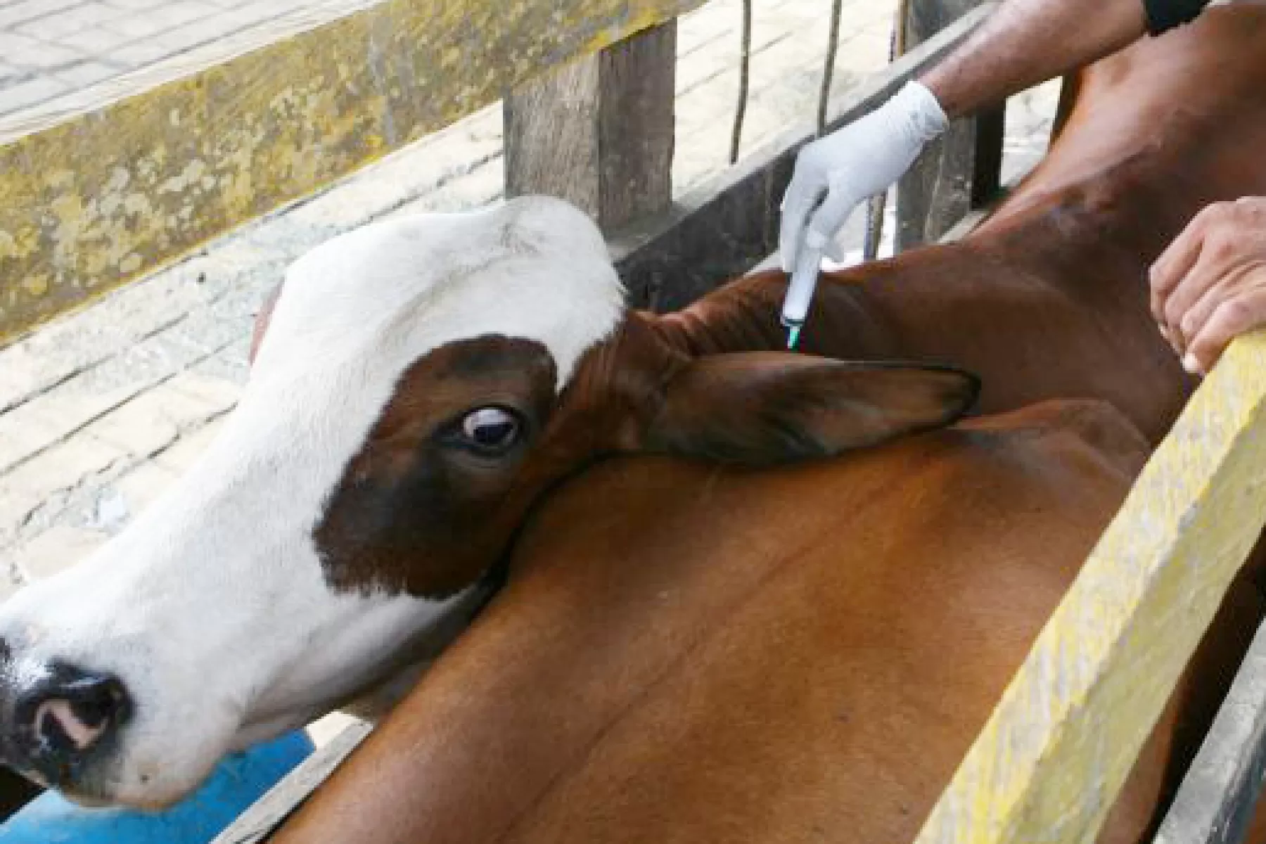 Ganaderos venezolanos pueden acceder a las vacunas contra la fiebre aftosa y brucelosis bovina en zona fronteriza de Colombia.