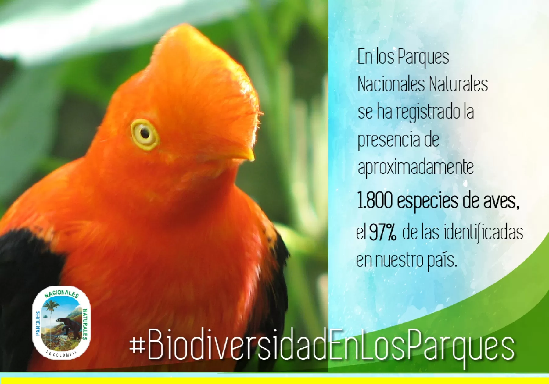 Parques Nacionales Naturales de Colombia rinde un homenaje a las especies silvestres existentes en nuestro país, con el fin de que los colombianos reflexionen sobre la importancia de cuidar y preservar la fauna y flora.