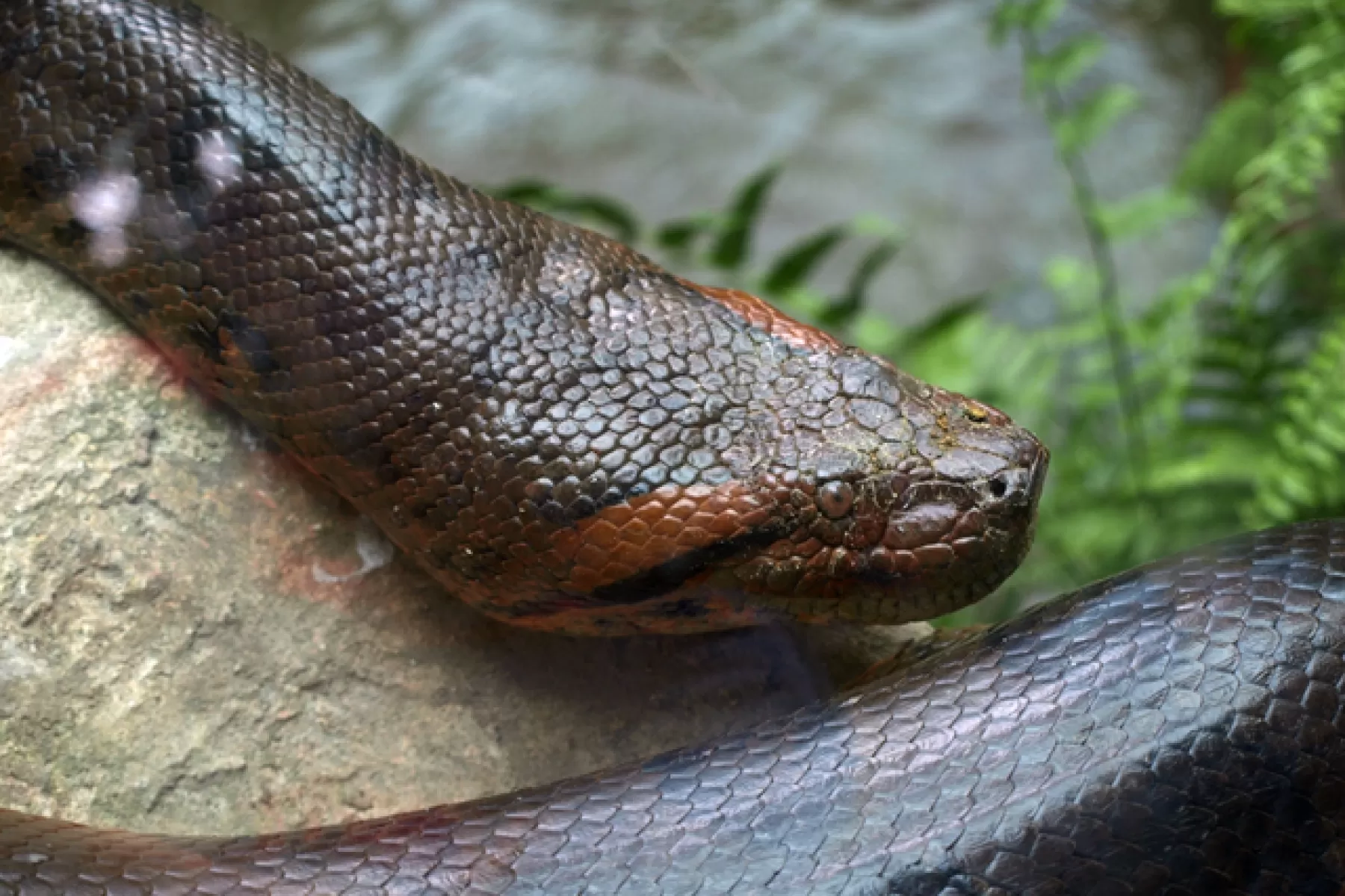 Mamíferos, reptiles, aves, peces, anfibios hacen parte de la fauna que se encuentra en el departamento de Arauca.