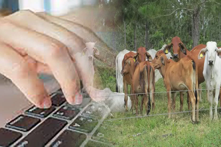Imputados presuntos responsables de adulterar sistemas de información del ICA Casanare para permitir contrabando de ganado