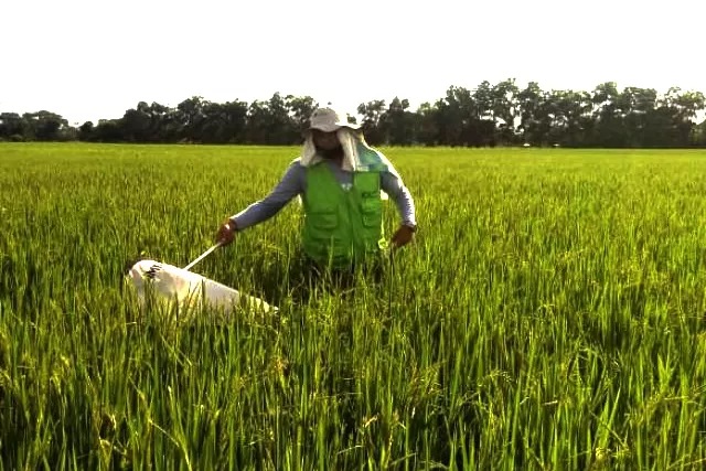 En el Meta el ICA trabaja para fortalecer la condición fitosanitaria del cultivo de arroz