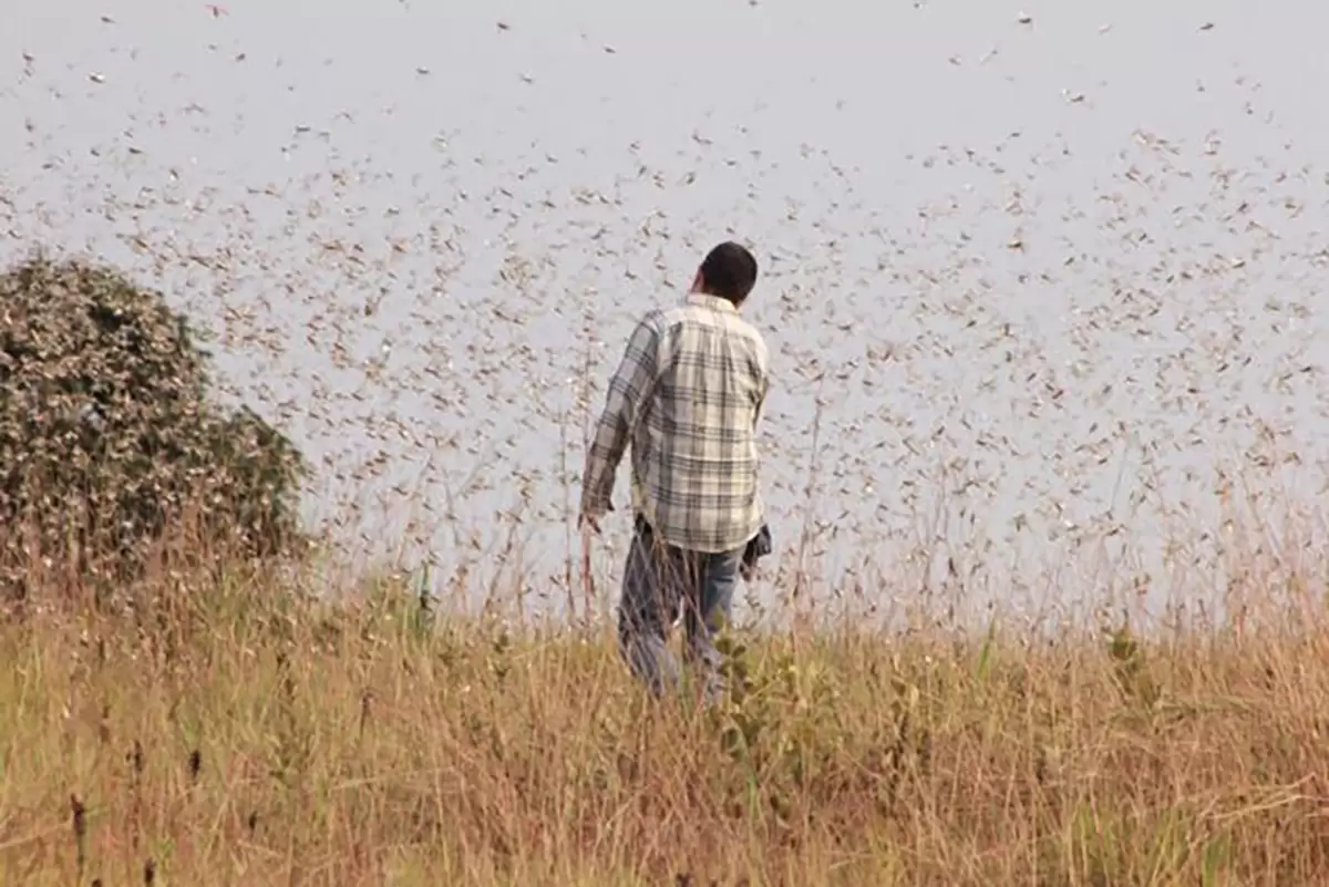 El incremento en la población de la langosta llanera se debe a factores como la variabilidad climática.