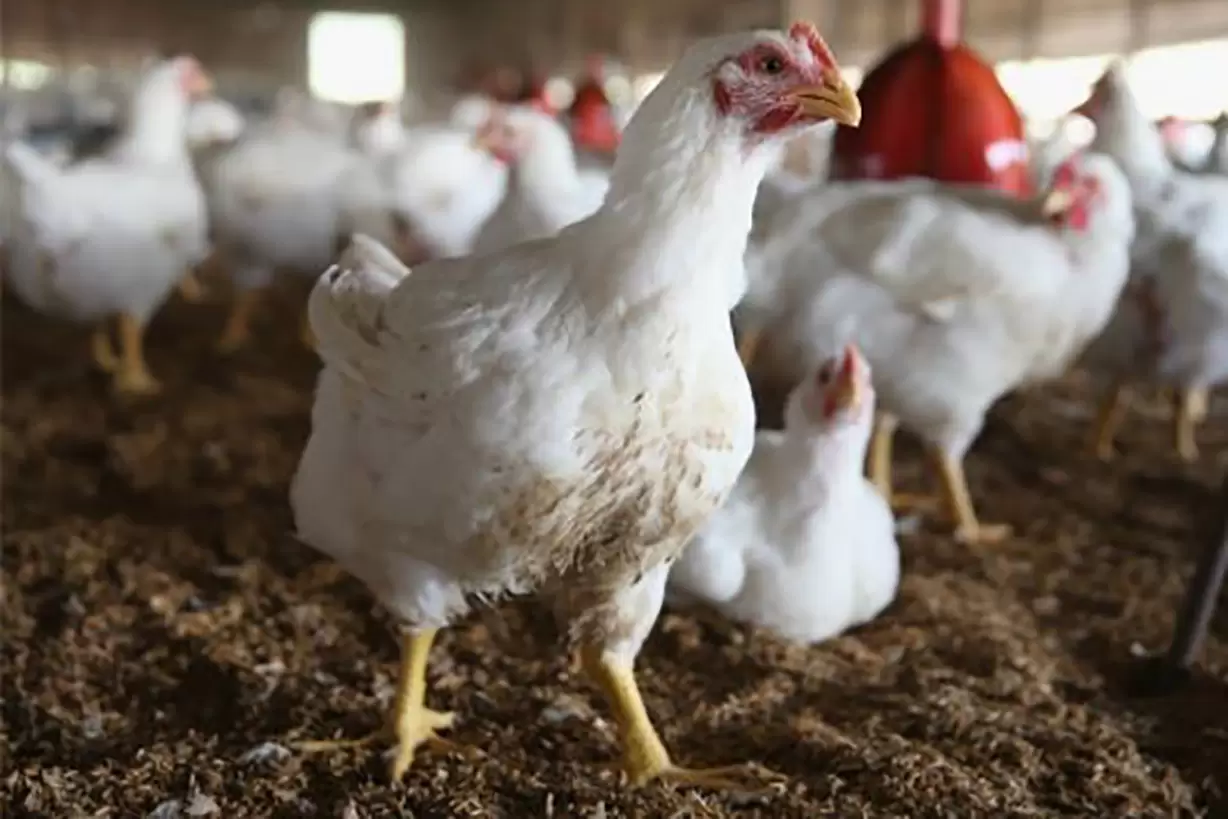 Pequeños productores avícolas y ganaderos del municipio de Arauca se beneficiarán con insumos agropecuarios.