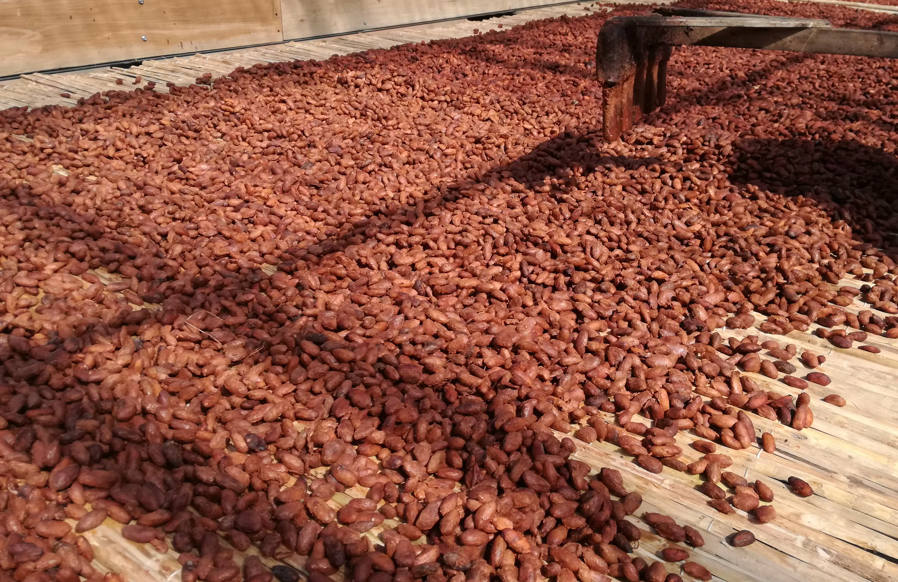La finca Villa Gaby, en Arauquita, ha sido un exponente del empoderamiento de su territorio a través de la cosecha y transformación del cacao.