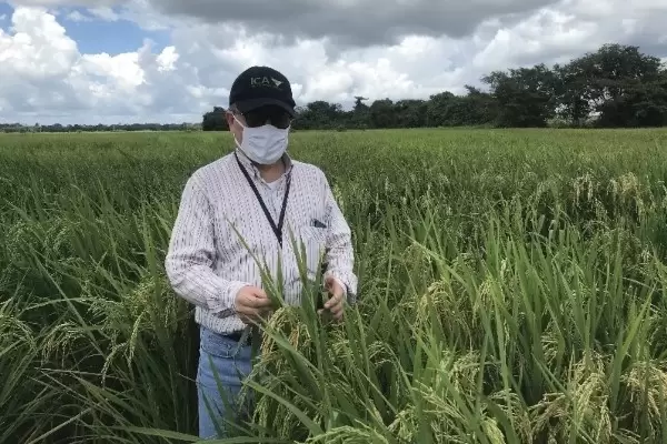 Productores de arroz en Arauca con acompañamiento del ICA