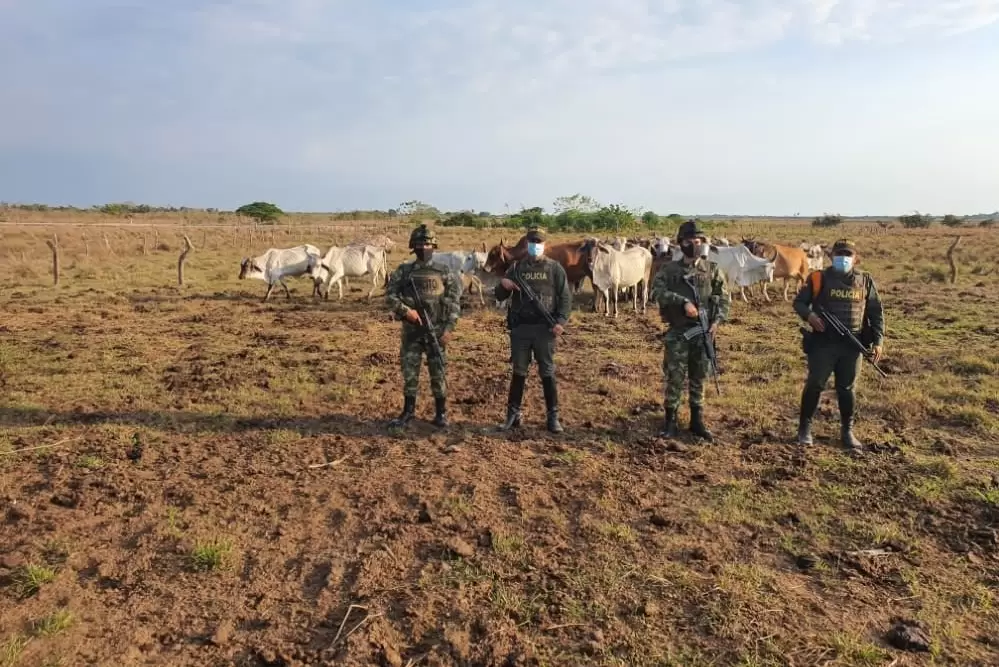 Autoridades recuperaron ganado robado en sabanas de Arauca, gracias a información de la comunidad.