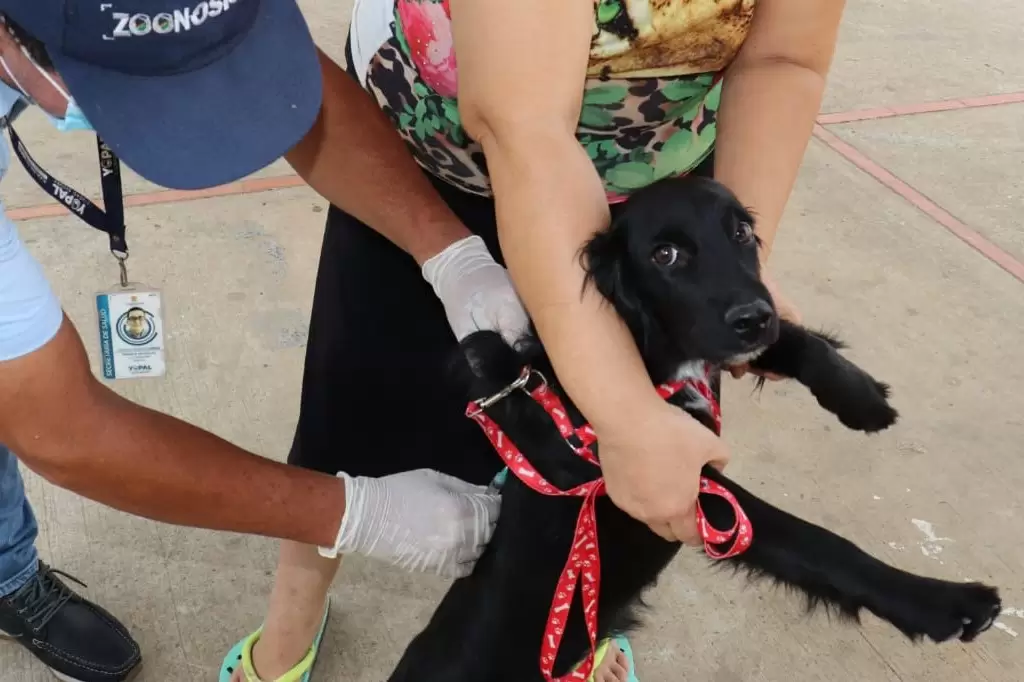 Jornada de vacunación antirrábica para perros y gatos en Yopal, Casanare.