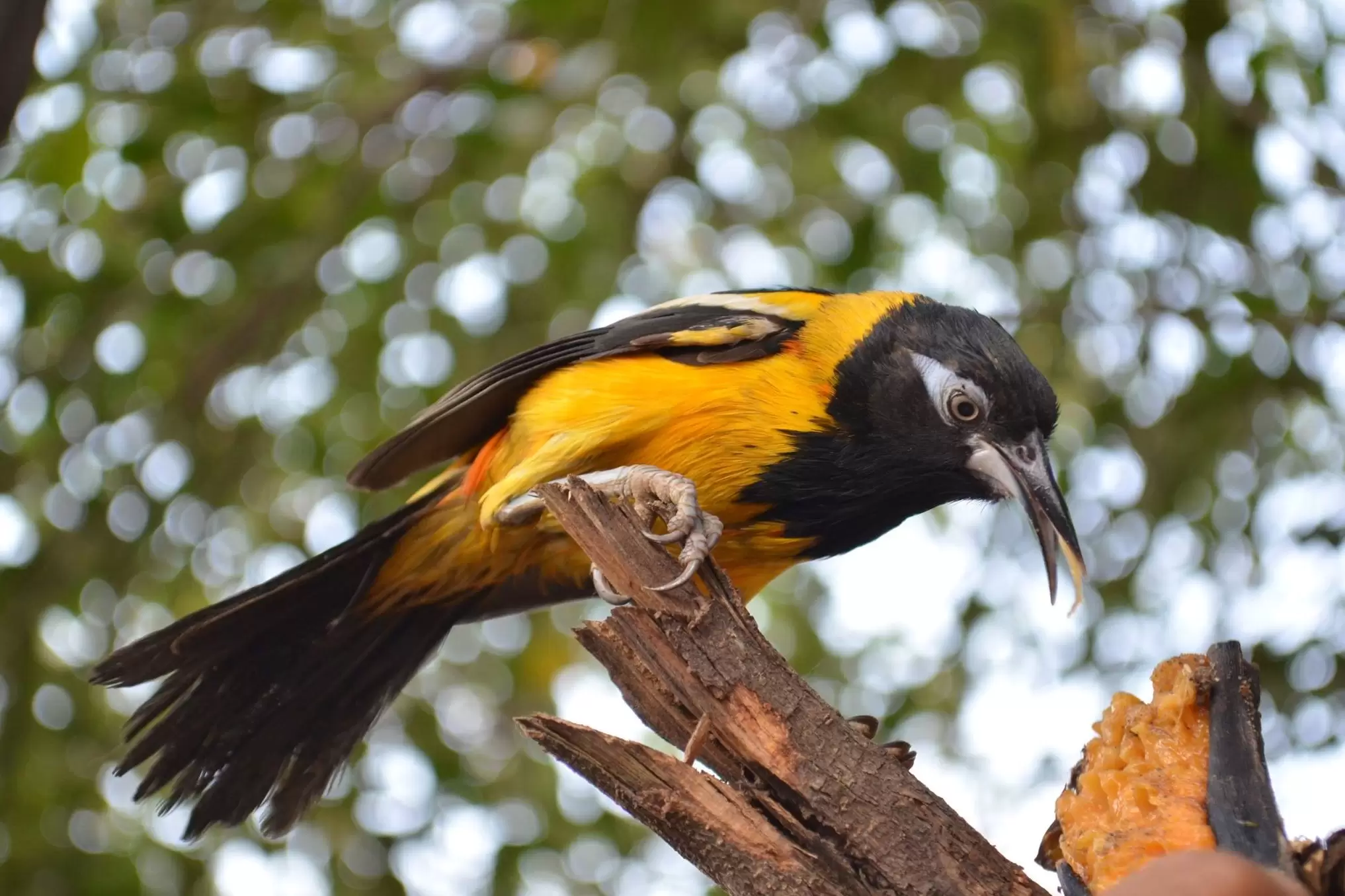 En Arauca se pueden encontrar más de 800 especies y en un recorrido de cuatro horas se pueden avistar hasta 100 diferentes tipos de aves