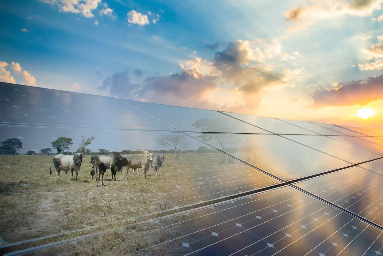 Puntillos con paneles solares para combatir sequía en sabanas de Arauca