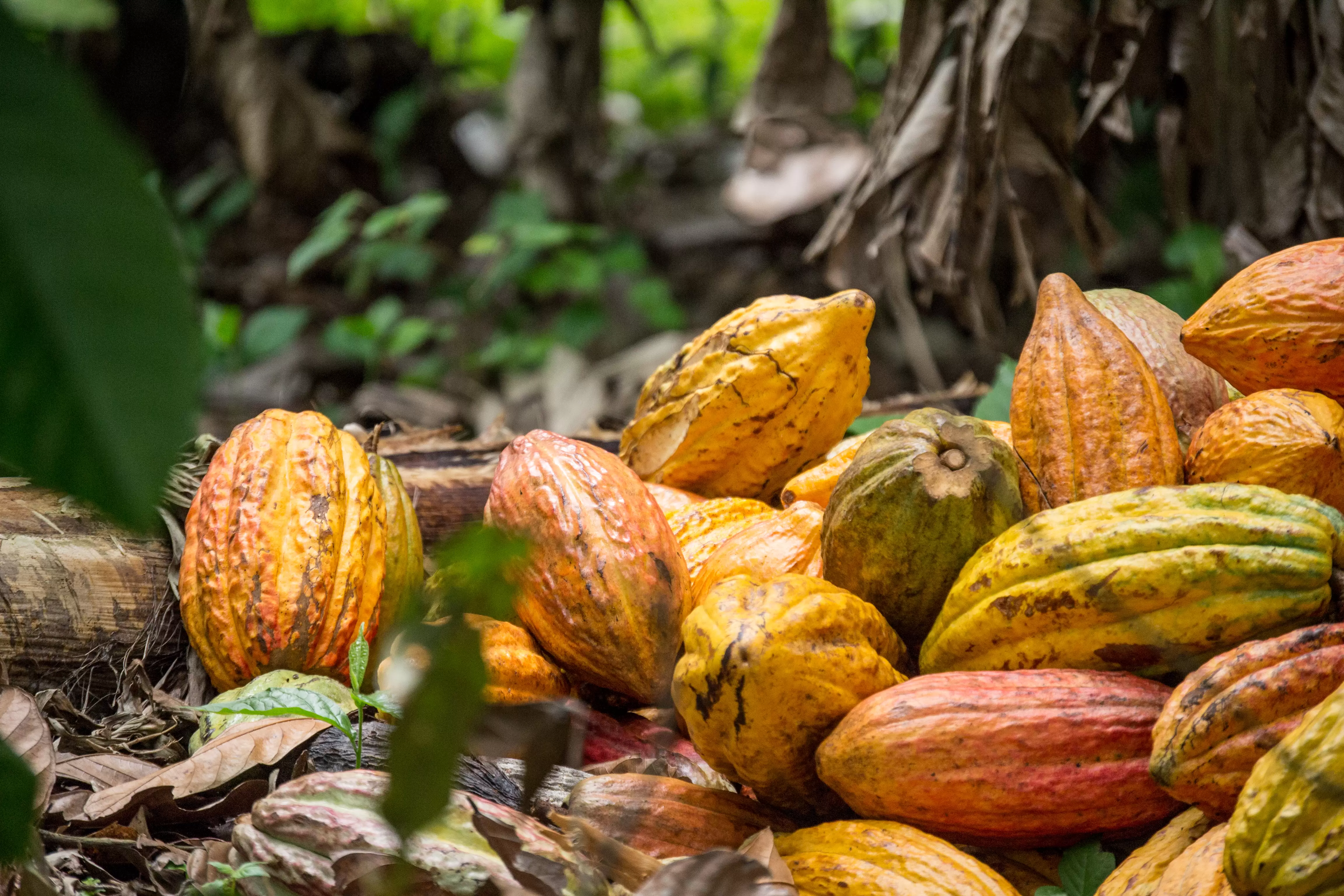 El departamento de Arauca es uno de los mayores productores de cacao  de Colombia.