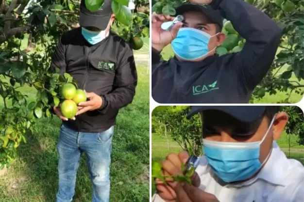 El ICA realiza vigilancia fitosanitaria en cultivos agrícolas de Arauca