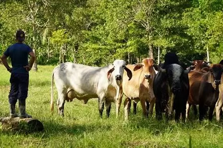 Con la implementación del proyecto productivo de ganadería doble propósito, integrantes de la Asociación Flor de Sabana consolidan su estabilidad económica en la región araucana. Foto: Comunicaciones ARN.