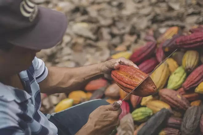 Nueve muestras de cacao representarán a Colombia en los International Cocoa Awards 2023.