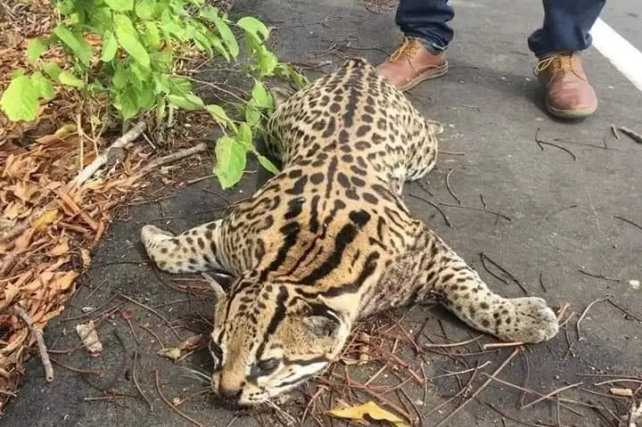 Este tigrillo fue atropellado en la vía Tame - Puerto Rondón.
