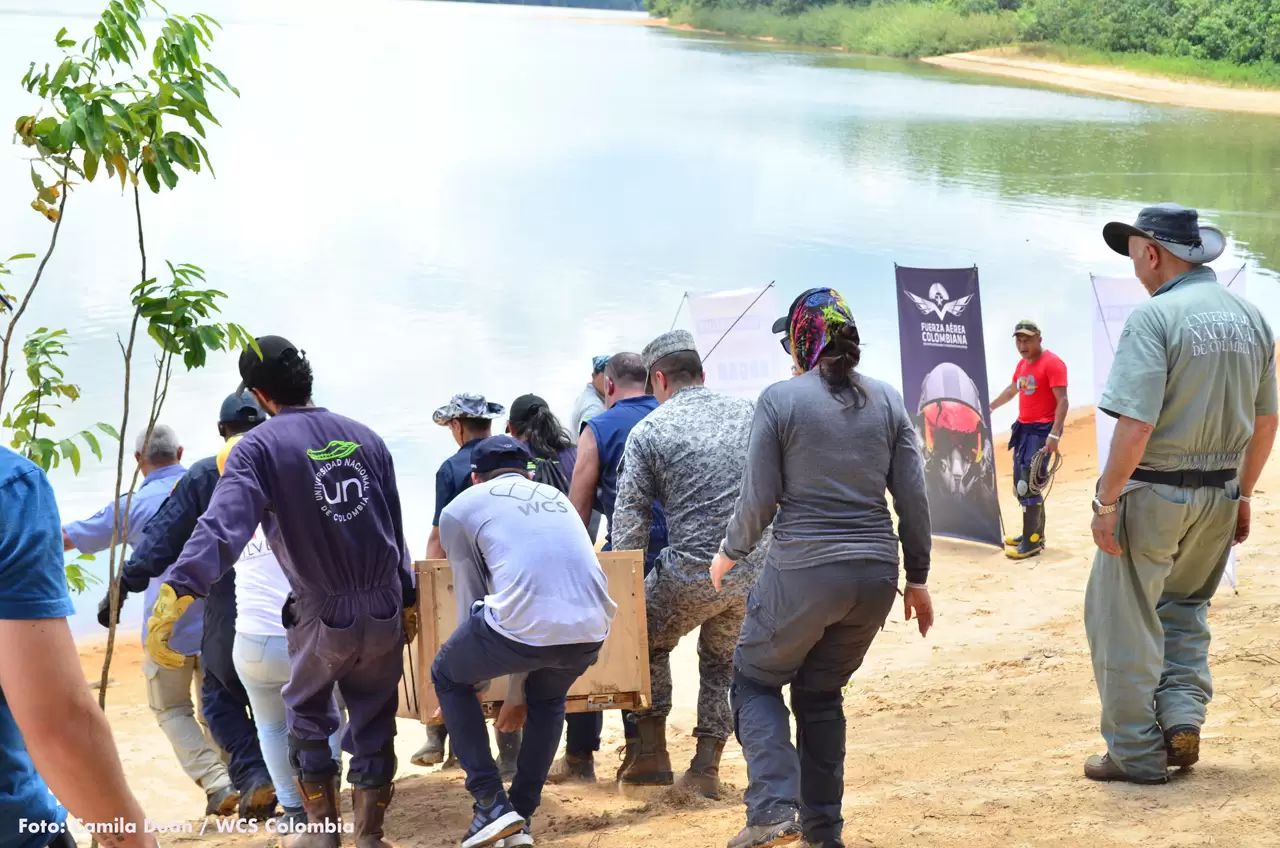 14 de los 25 cocodrilos que se reubicaran en el Vichada fueron liberados en el río Tomo.