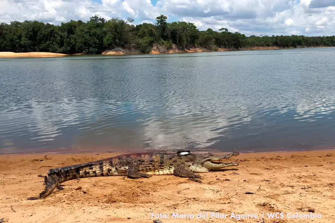 Desde la Base Aérea de Apiay en Villavicencio al Parque Natural El Tuparro en Vichada. fueron transportados los cocodrilos..